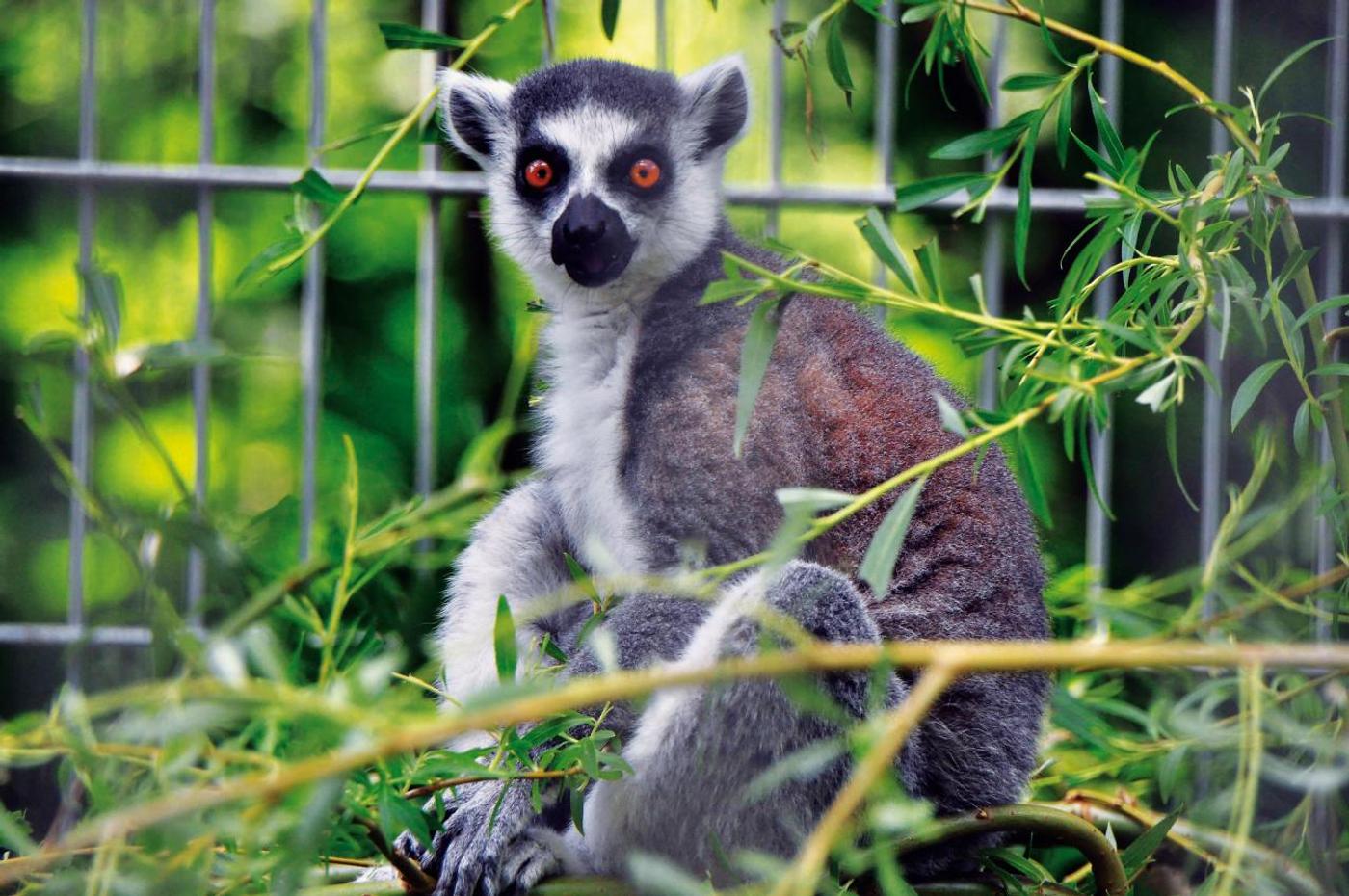 Tierisches Familienabenteuer