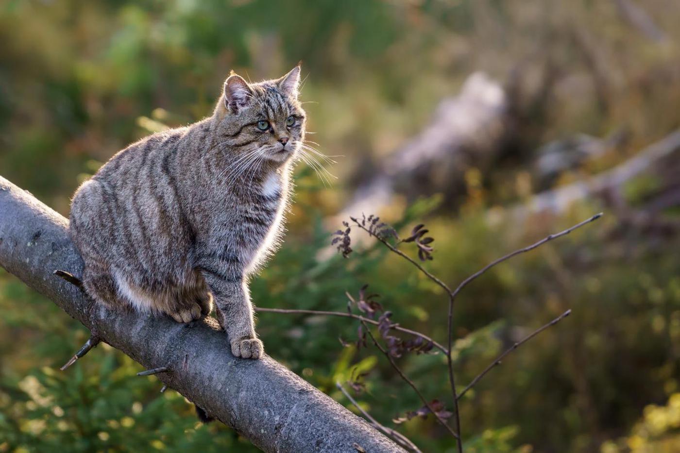 Geheimnisvolle Wildkatzen hautnah