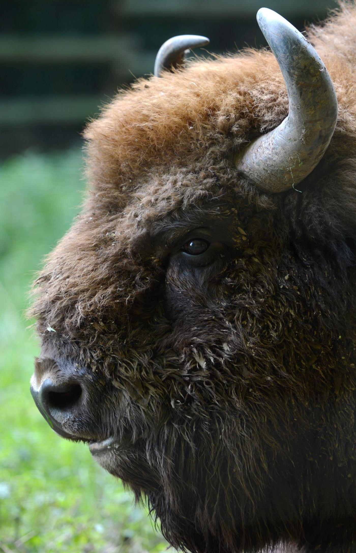 Begegnungen mit beeindruckenden Wildtieren