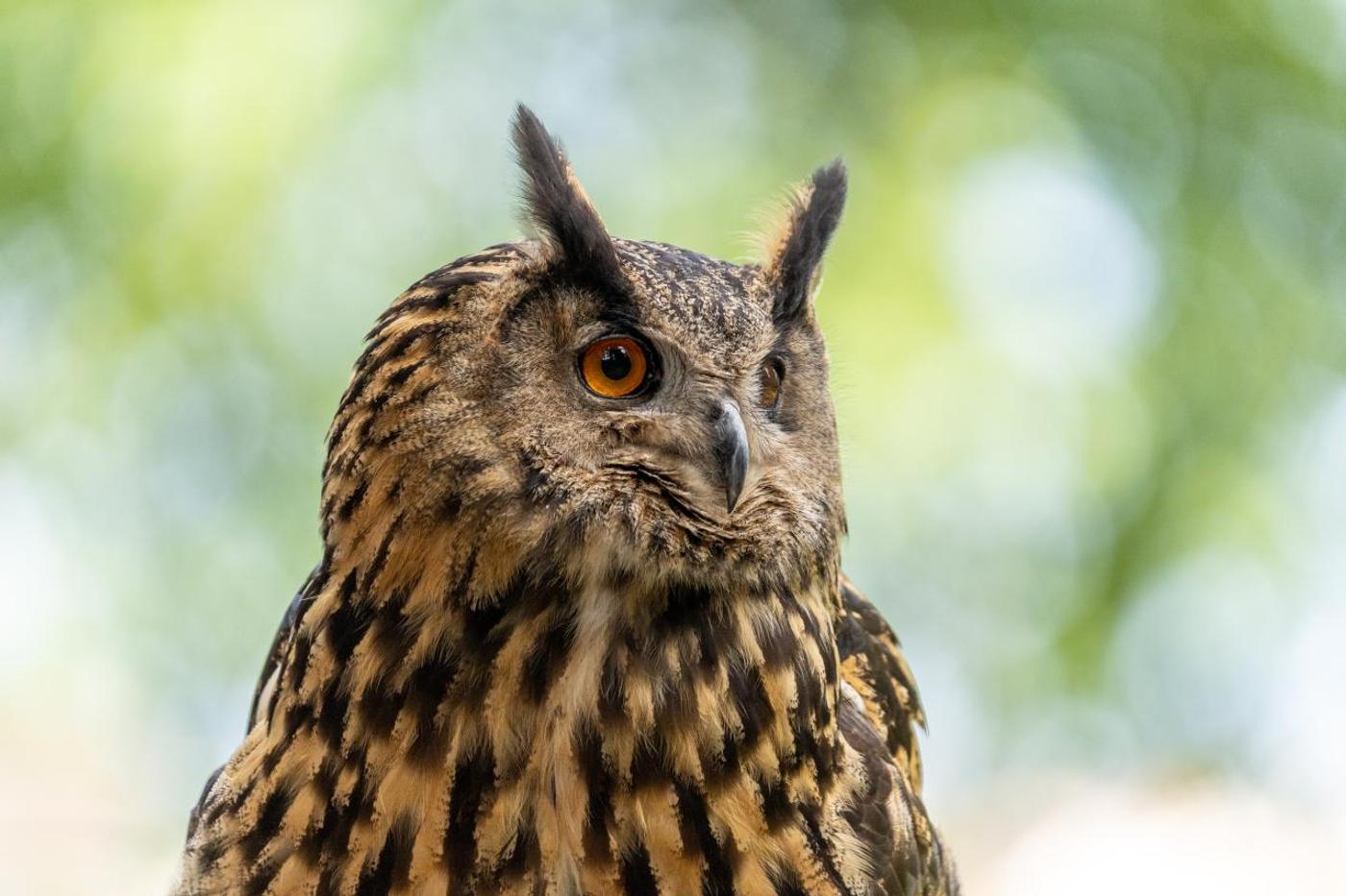 Familienabenteuer mit den Königen der Lüfte