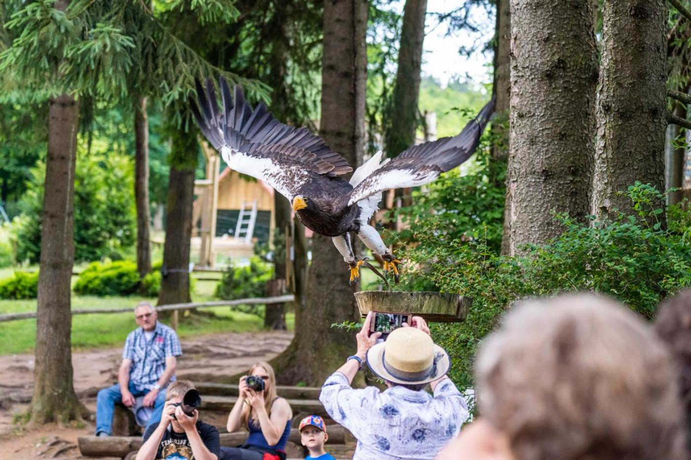 Familienabenteuer mit den Königen der Lüfte