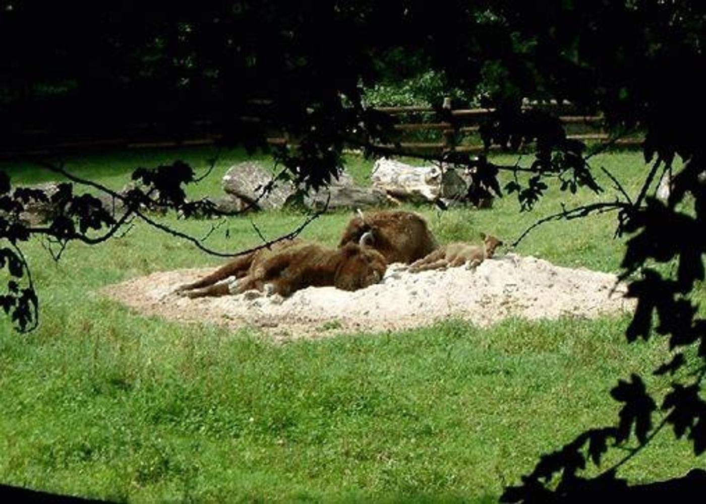 Begegnungen mit beeindruckenden Wildtieren