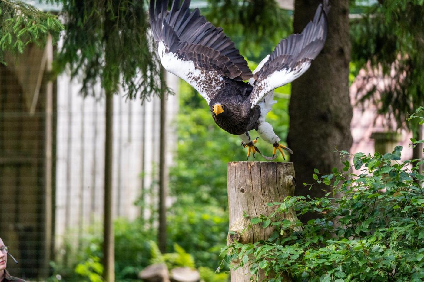 Familienabenteuer mit den Königen der Lüfte