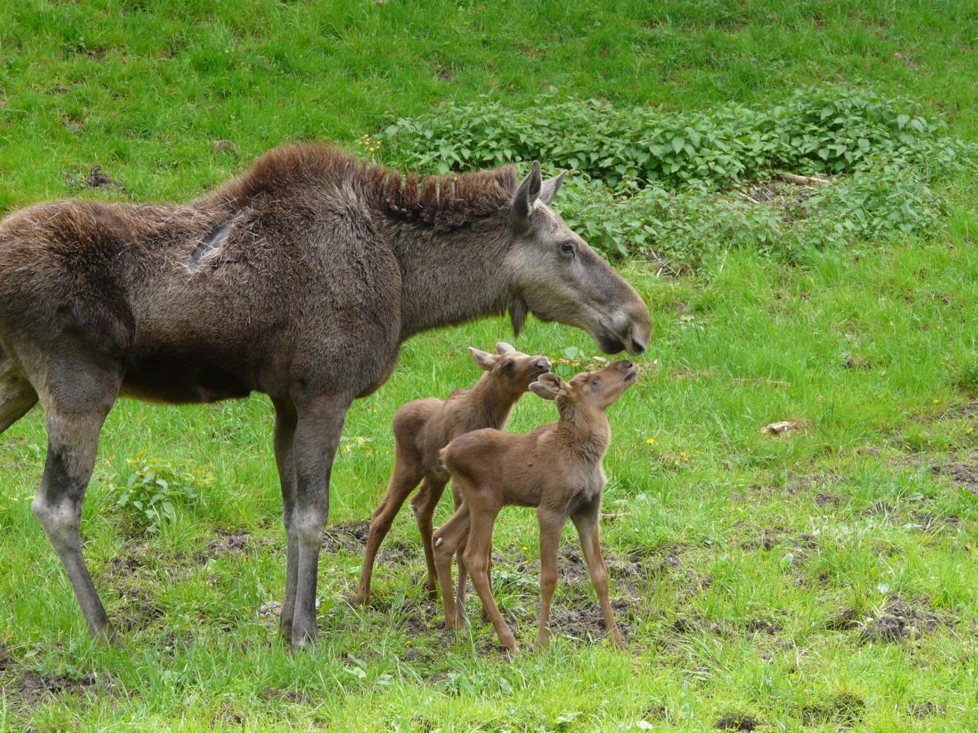 Einzigartige Begegnungen mit Europas Wildtieren