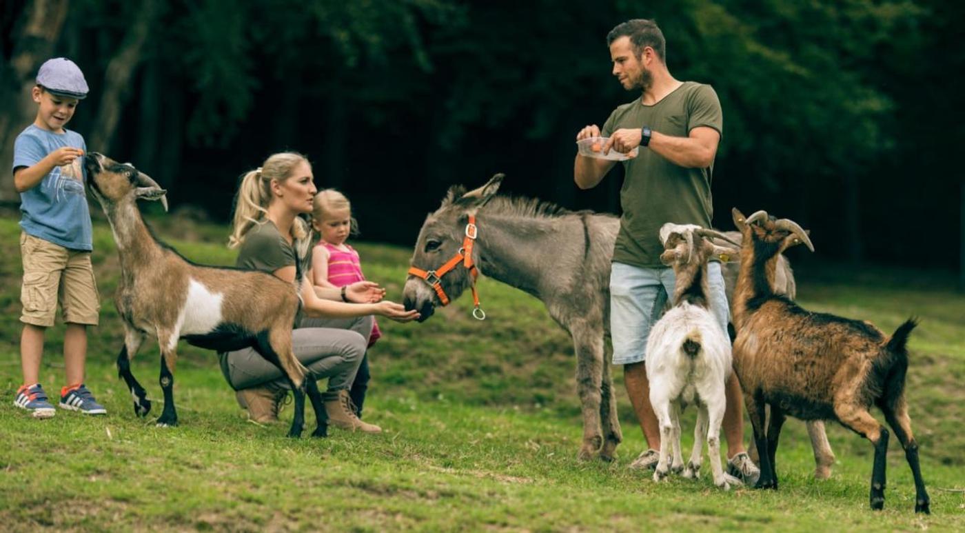 Wildtiere hautnah erleben