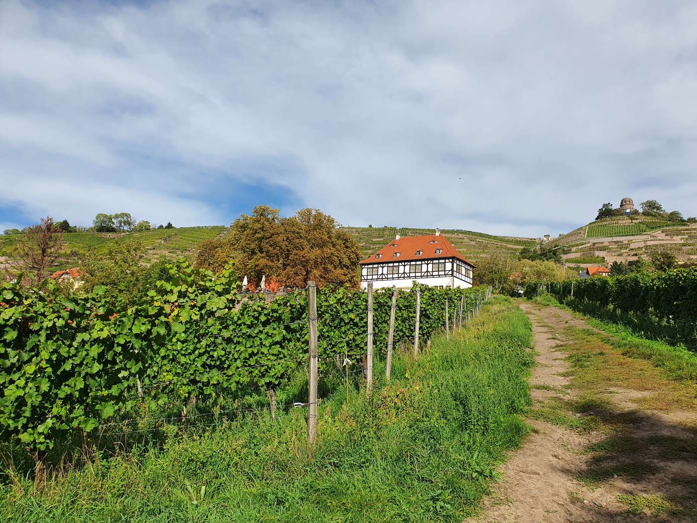 Entspannte Weinwanderung in Radebeul´s bester Weinbergslage