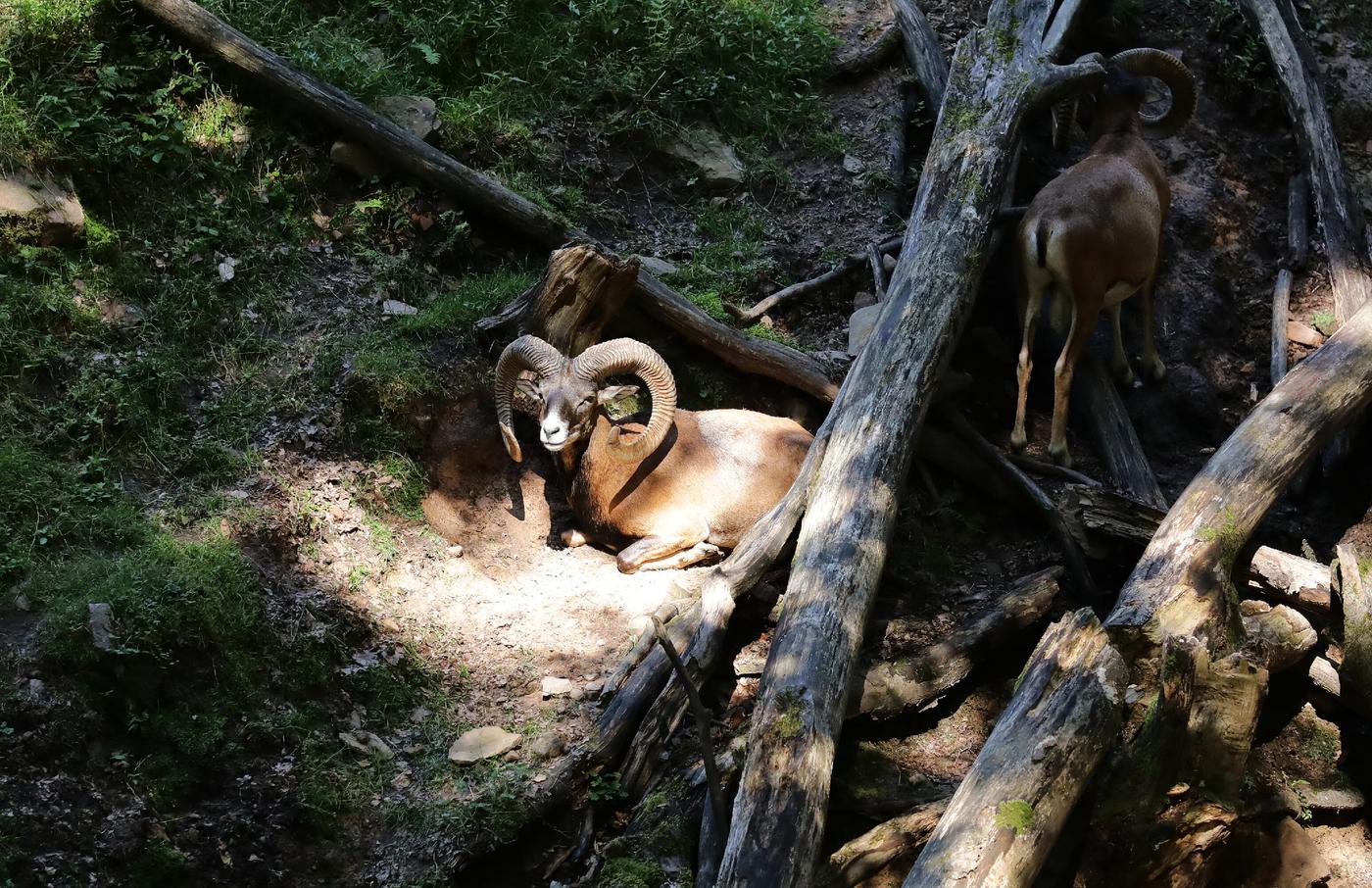 Naturwunder und Wildtierbegegnungen