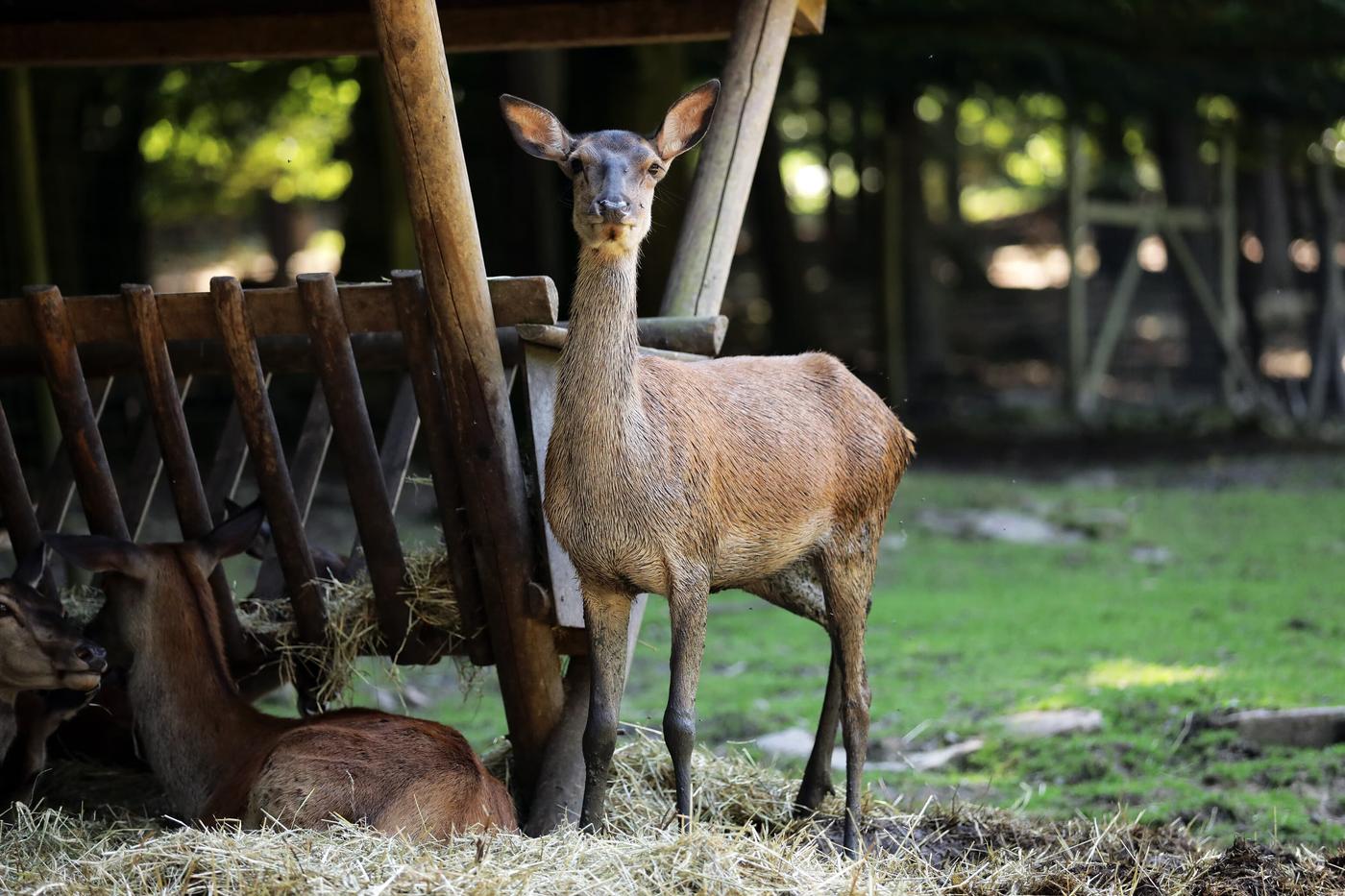 Naturwunder und Wildtierbegegnungen