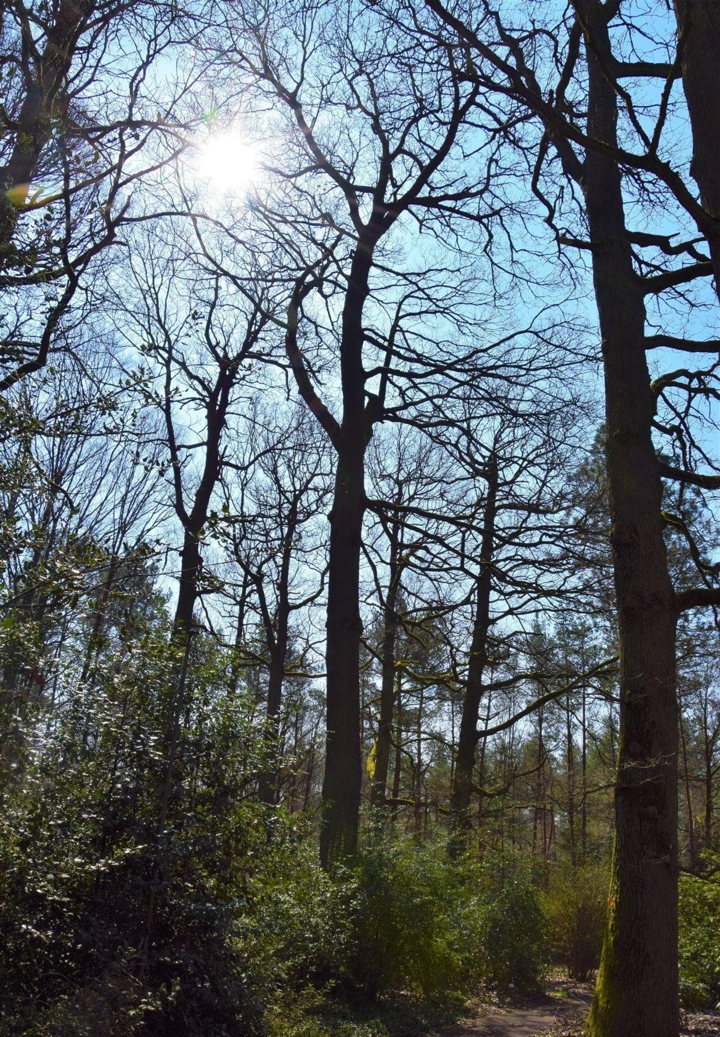 Vielfalt der Pflanzenwelt entdecken