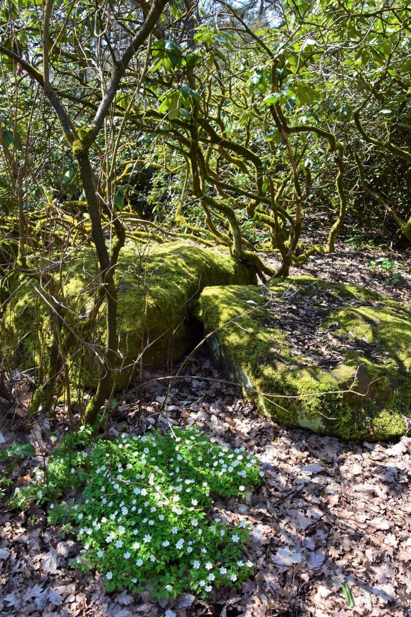 Vielfalt der Pflanzenwelt entdecken