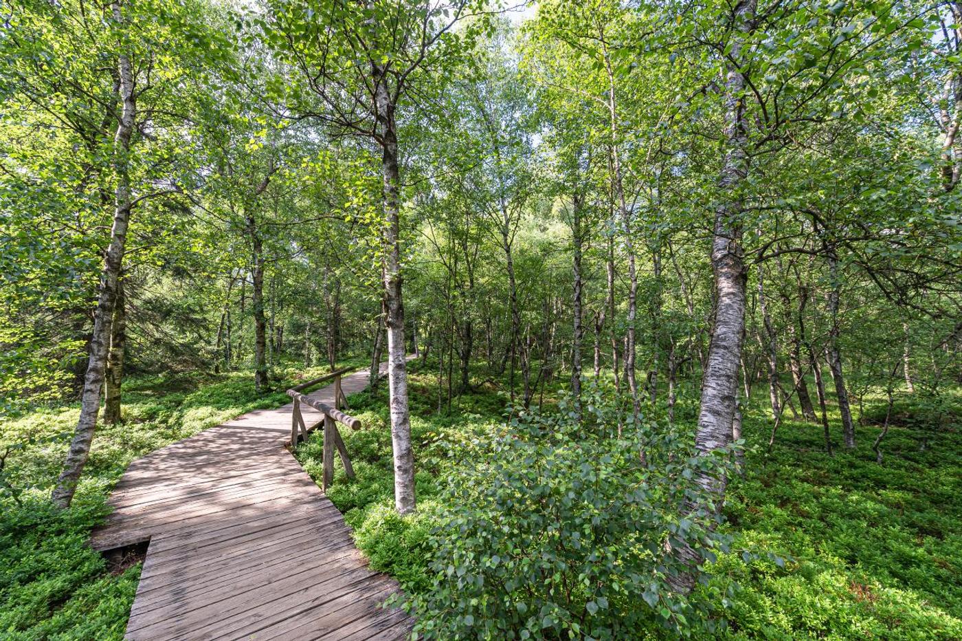 Weitblick im Hochmoor