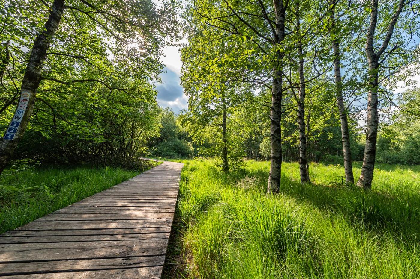 Weitblick im Hochmoor