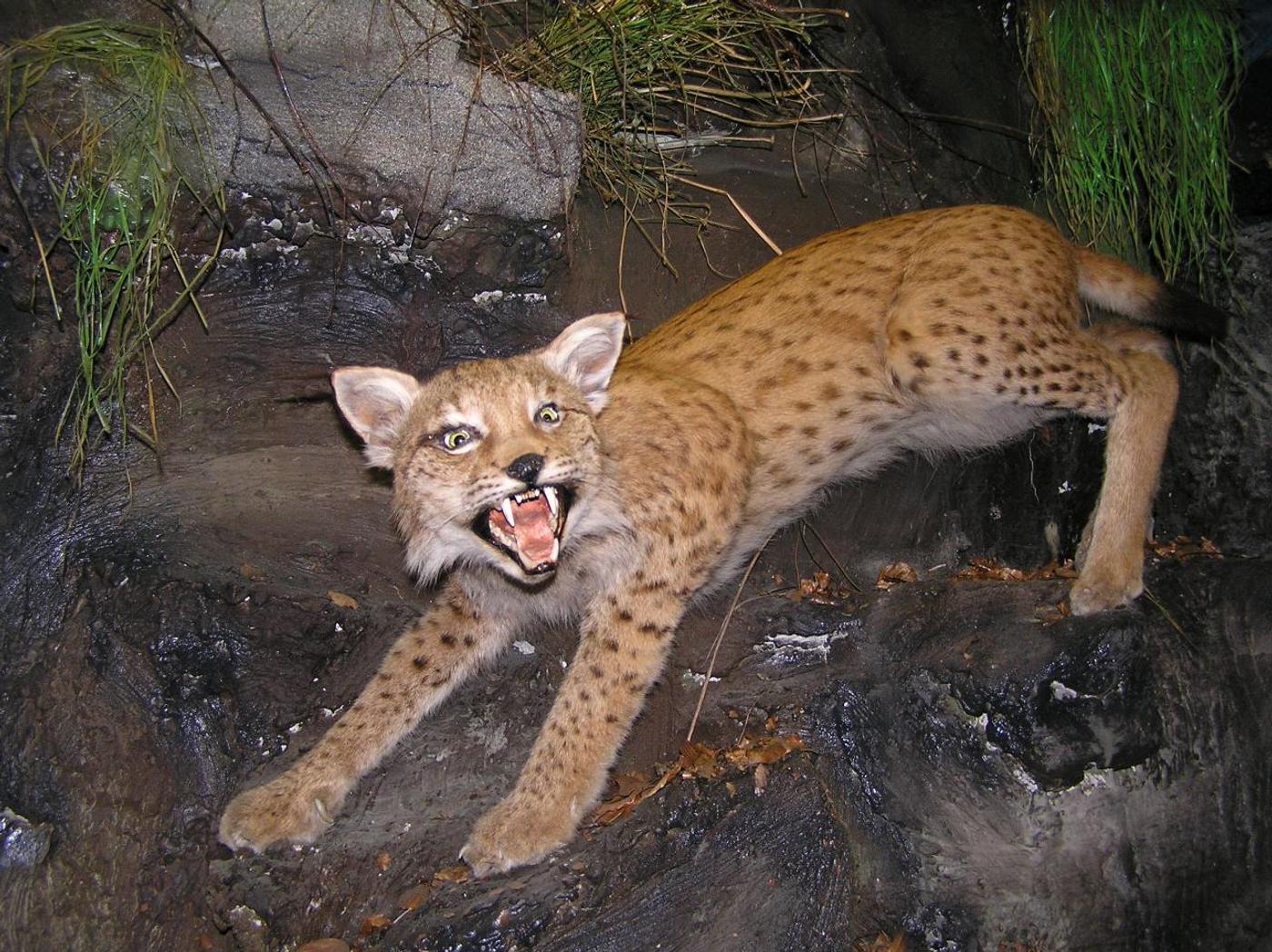 Neue Einblicke in heimische Natur