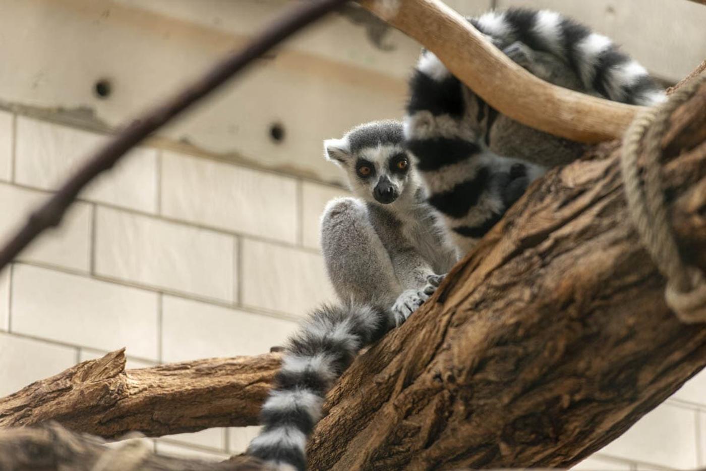 Ein Tag voller tierischer Abenteuer