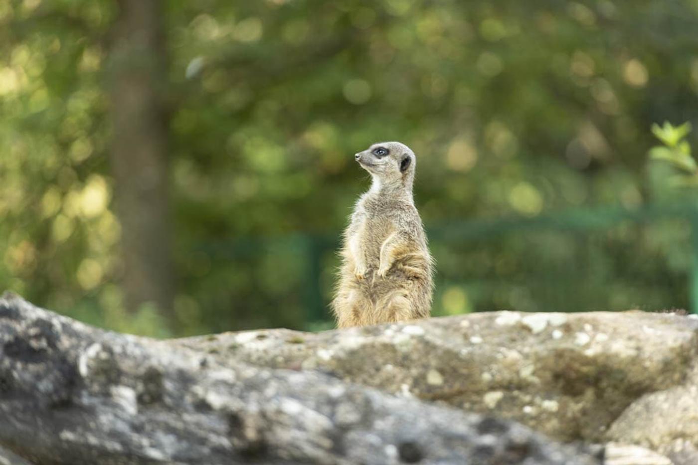 Ein Tag voller tierischer Abenteuer