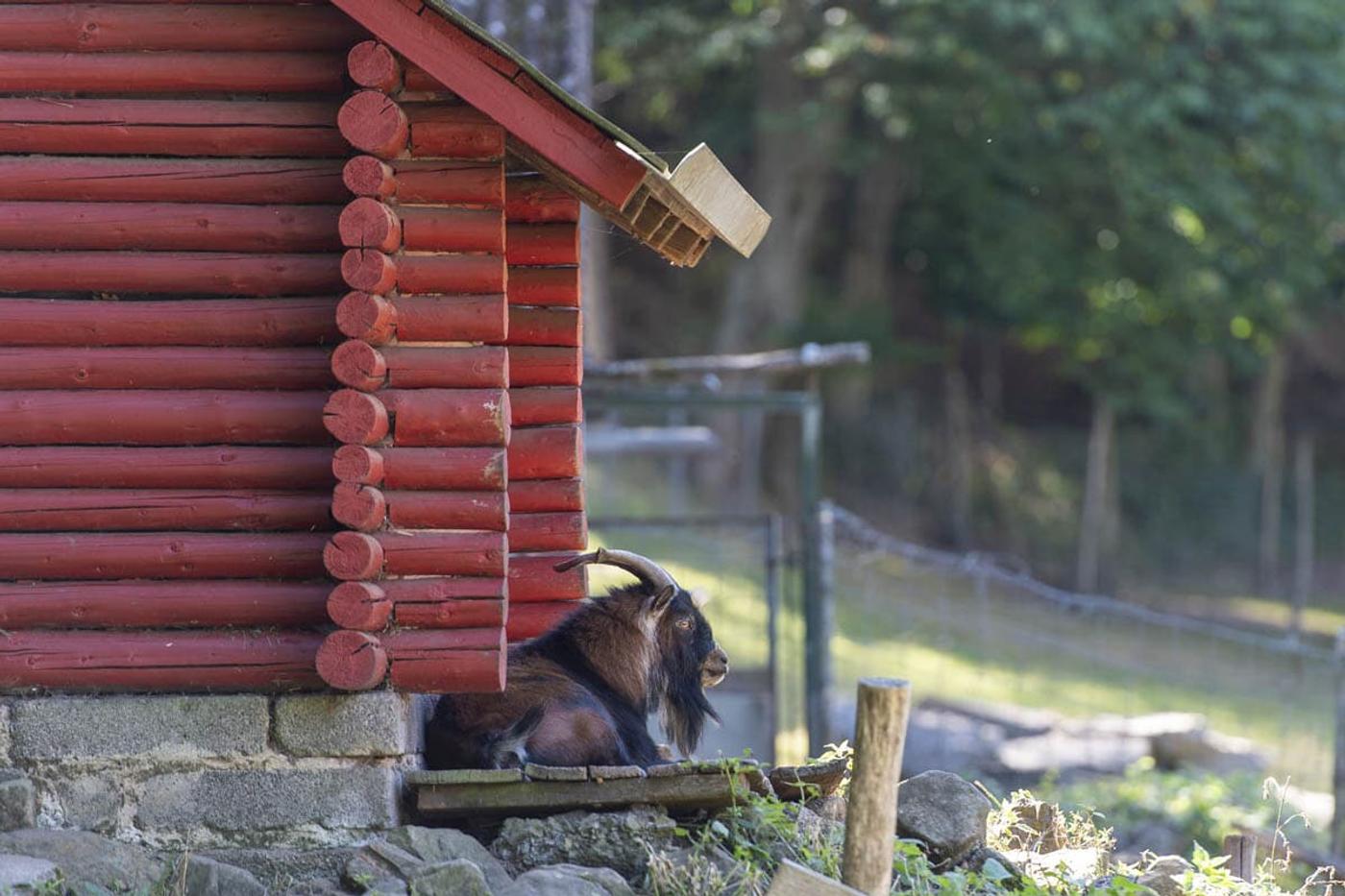 Ein Spaziergang durch die Natur