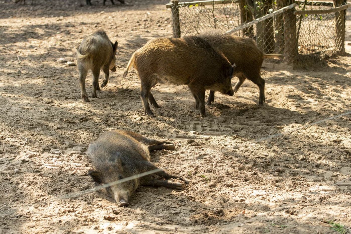 Natur hautnah im Wildpark