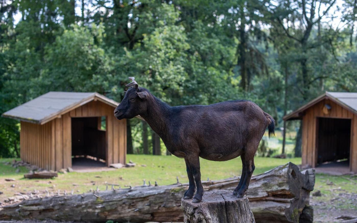 Faszination Wildtiere hautnah