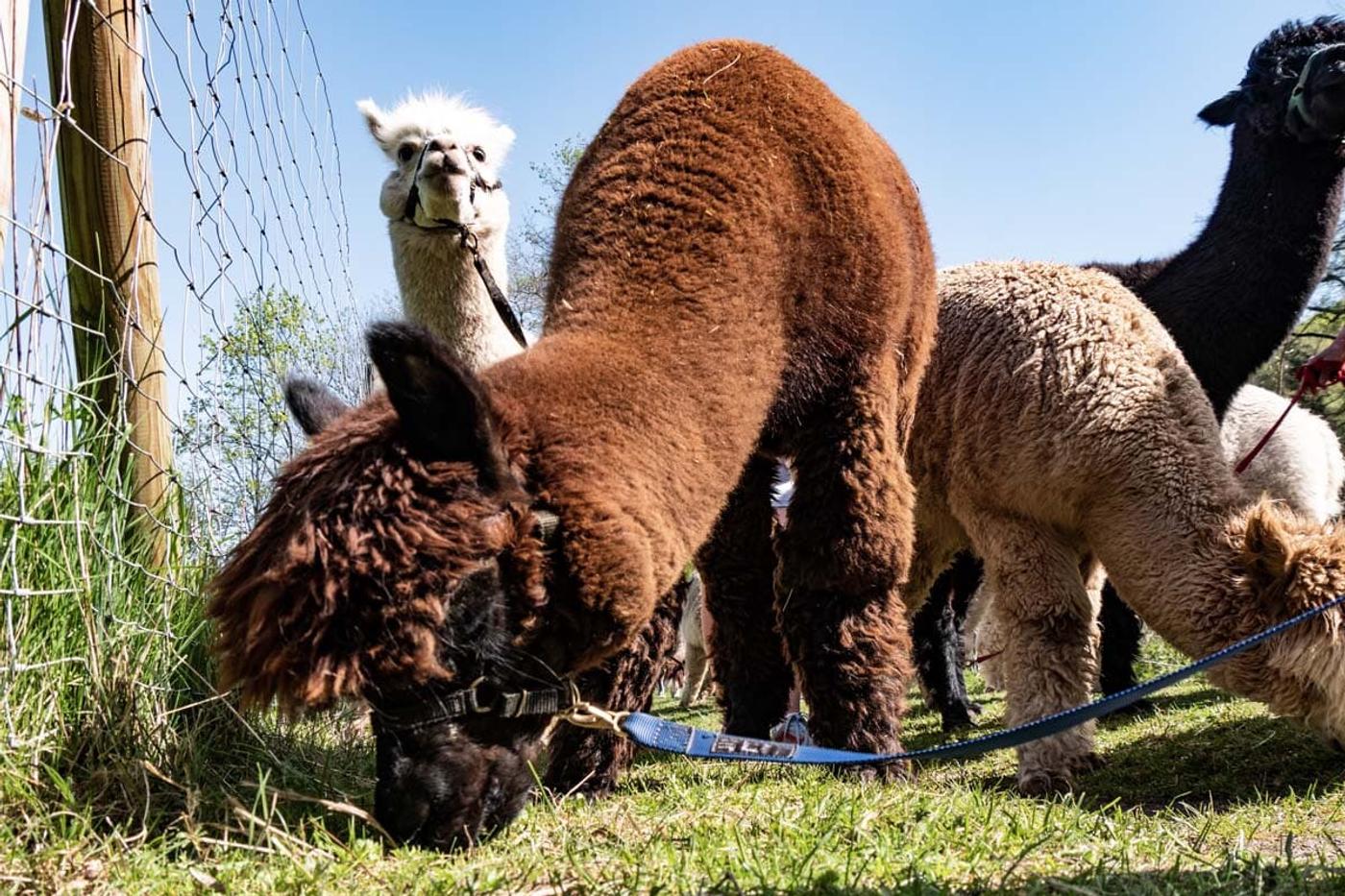 Einzigartige Begegnung mit Alpakas