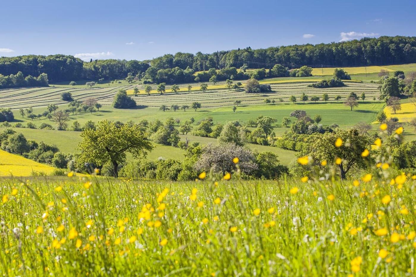 Naturparadies Bliesgau
