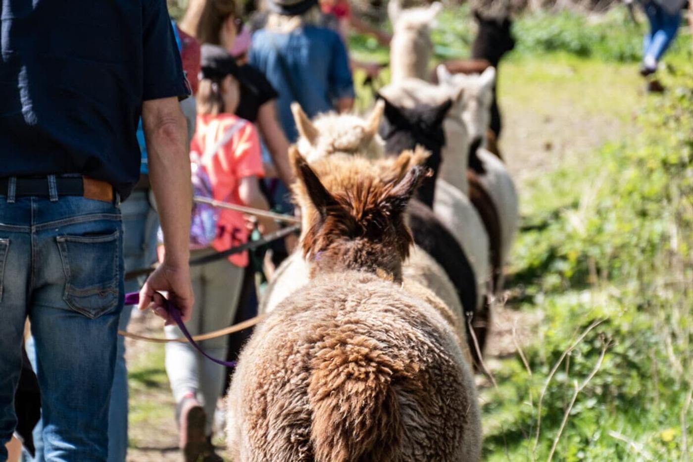 Einzigartige Begegnung mit Alpakas