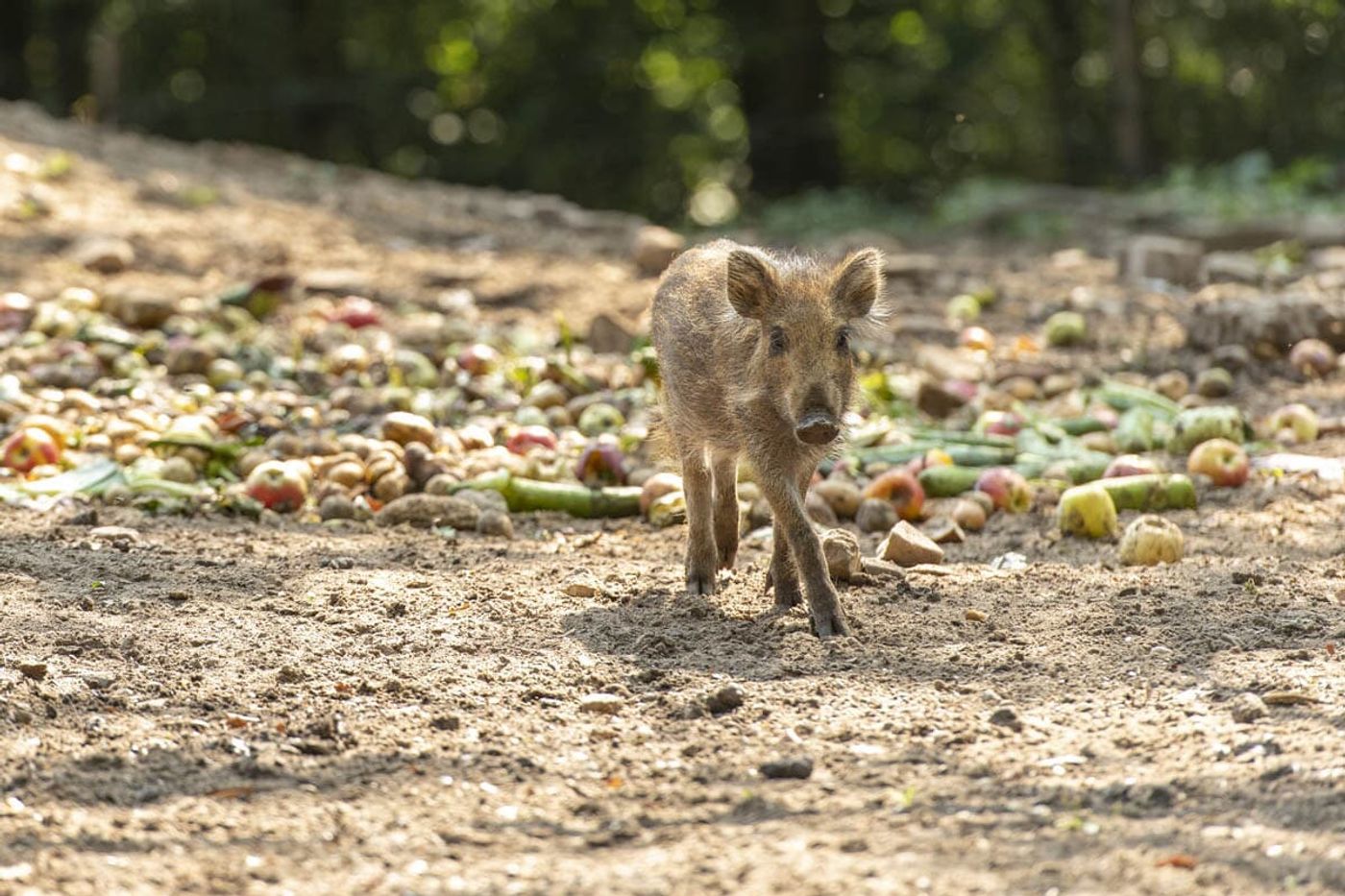 Natur hautnah im Wildpark