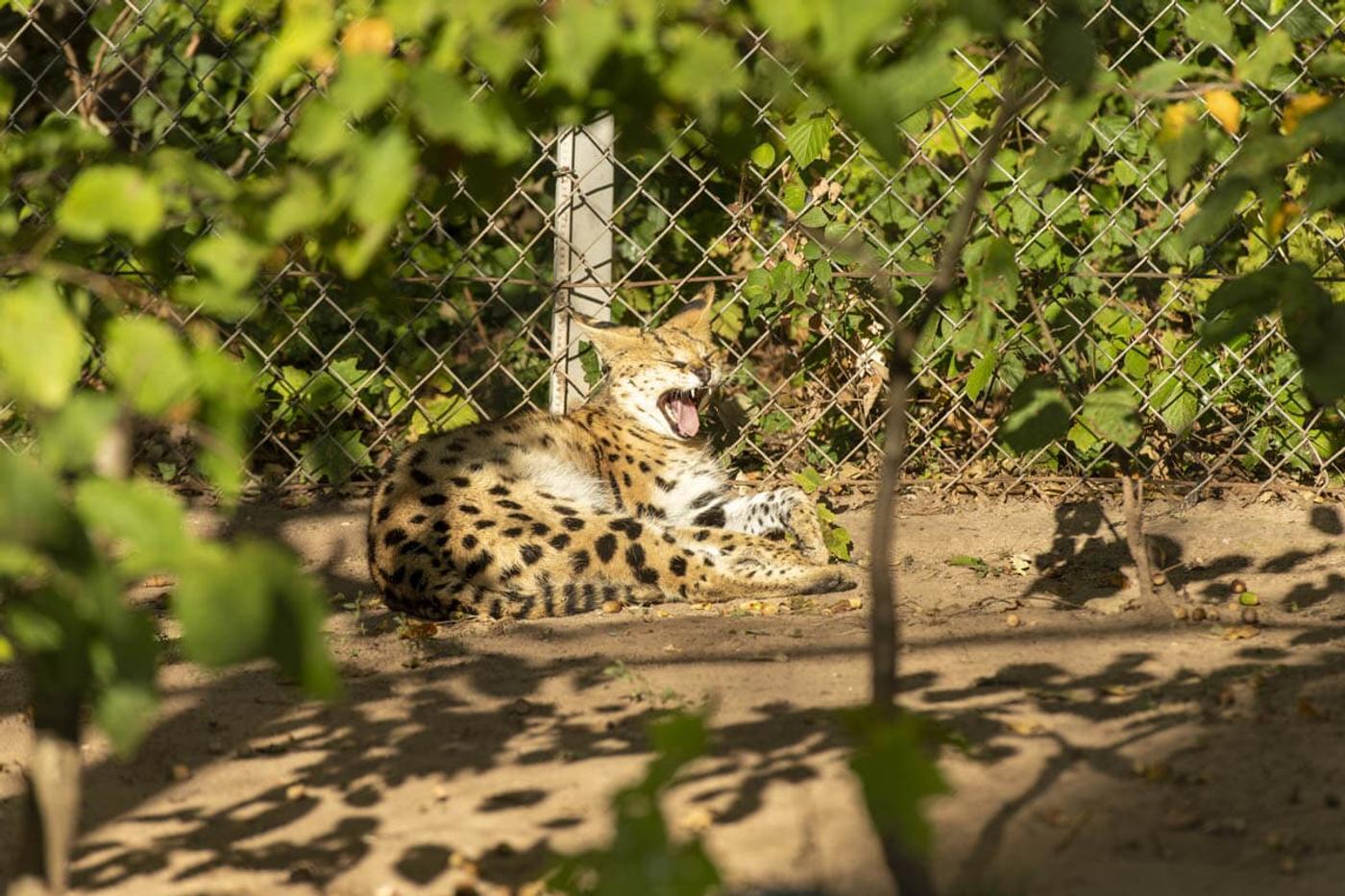 Ein Tag voller tierischer Abenteuer