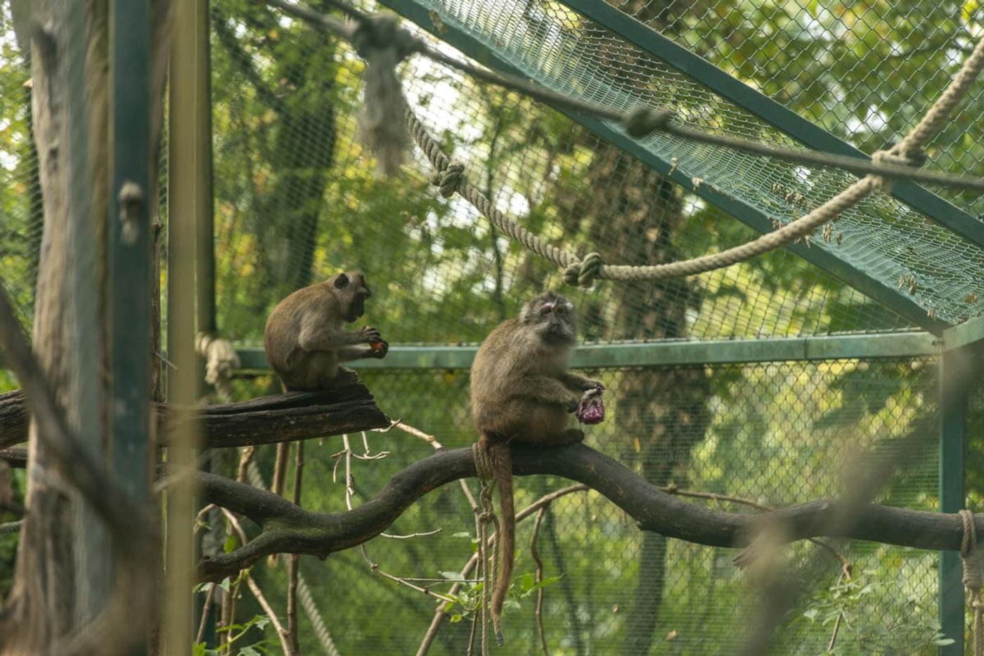 Ein Tag voller tierischer Abenteuer