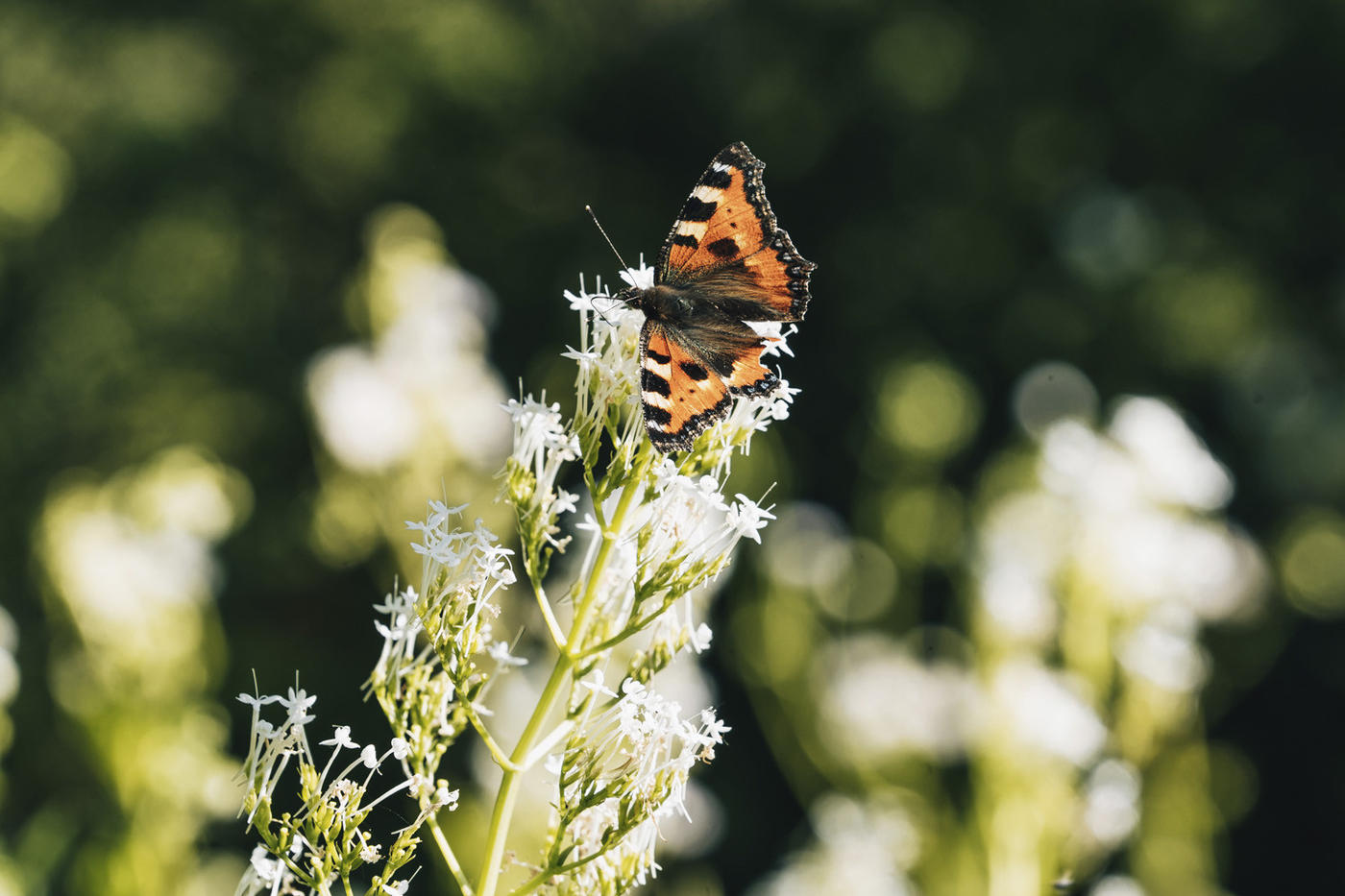 Natur und Spiel vereint