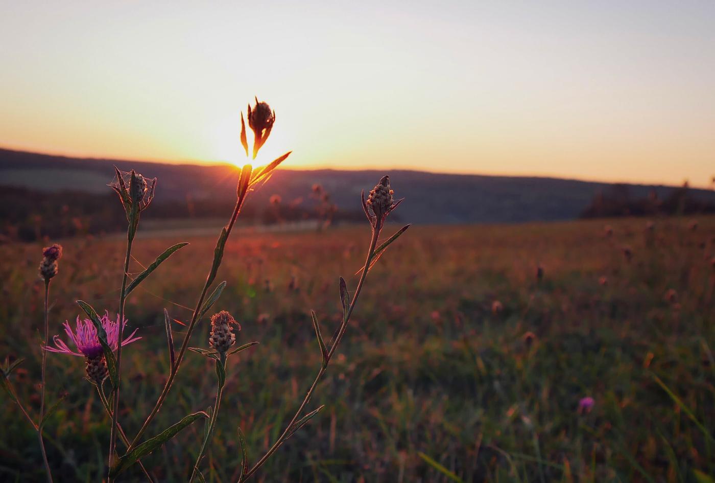 Naturparadies Bliesgau