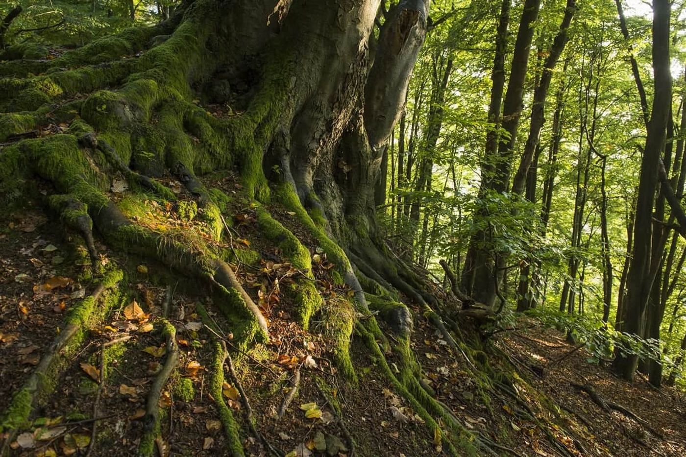 Keltische Geschichte und Naturerlebnisse