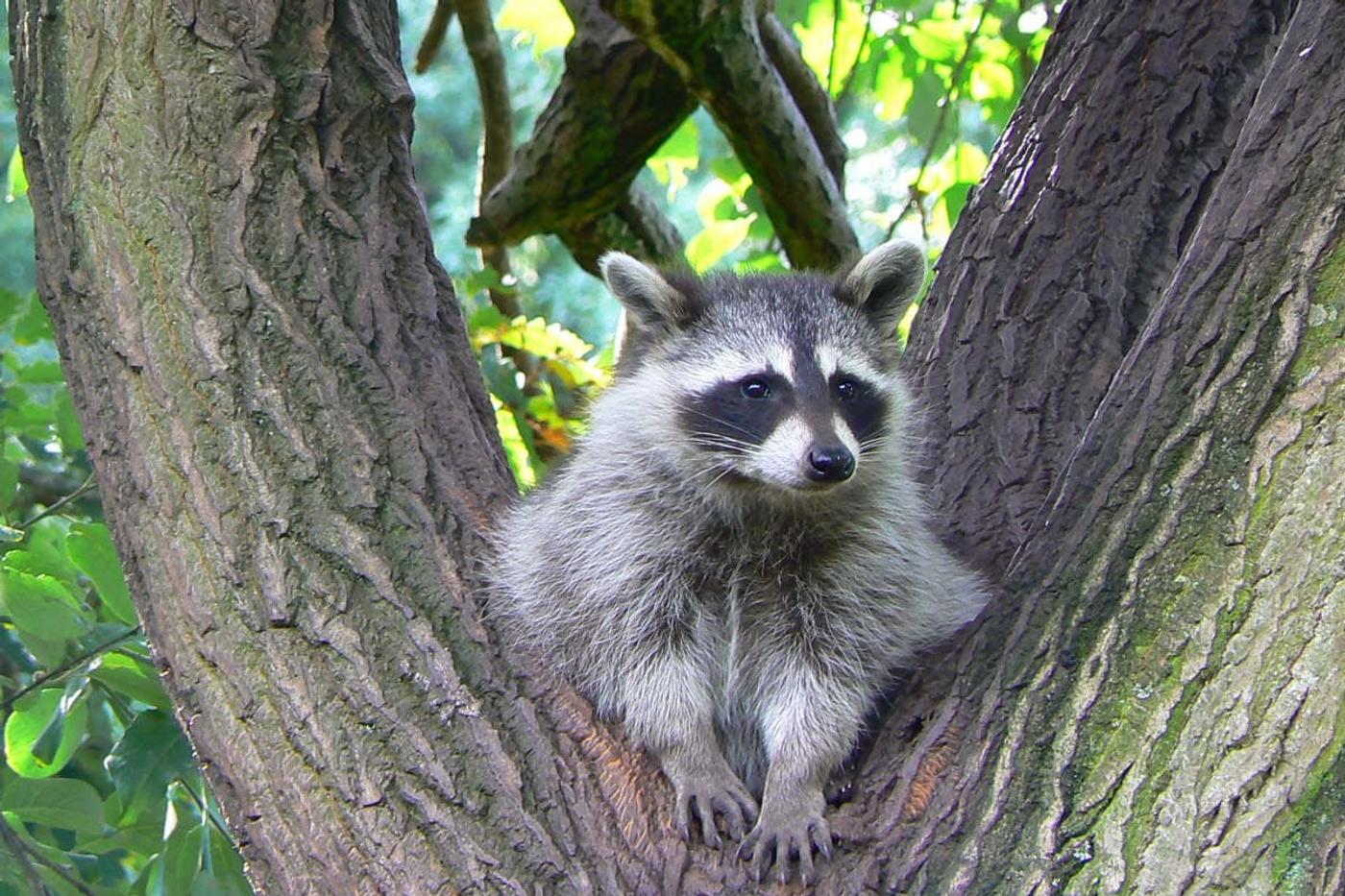 Ein lebendiges Abenteuer unter freiem Himmel
