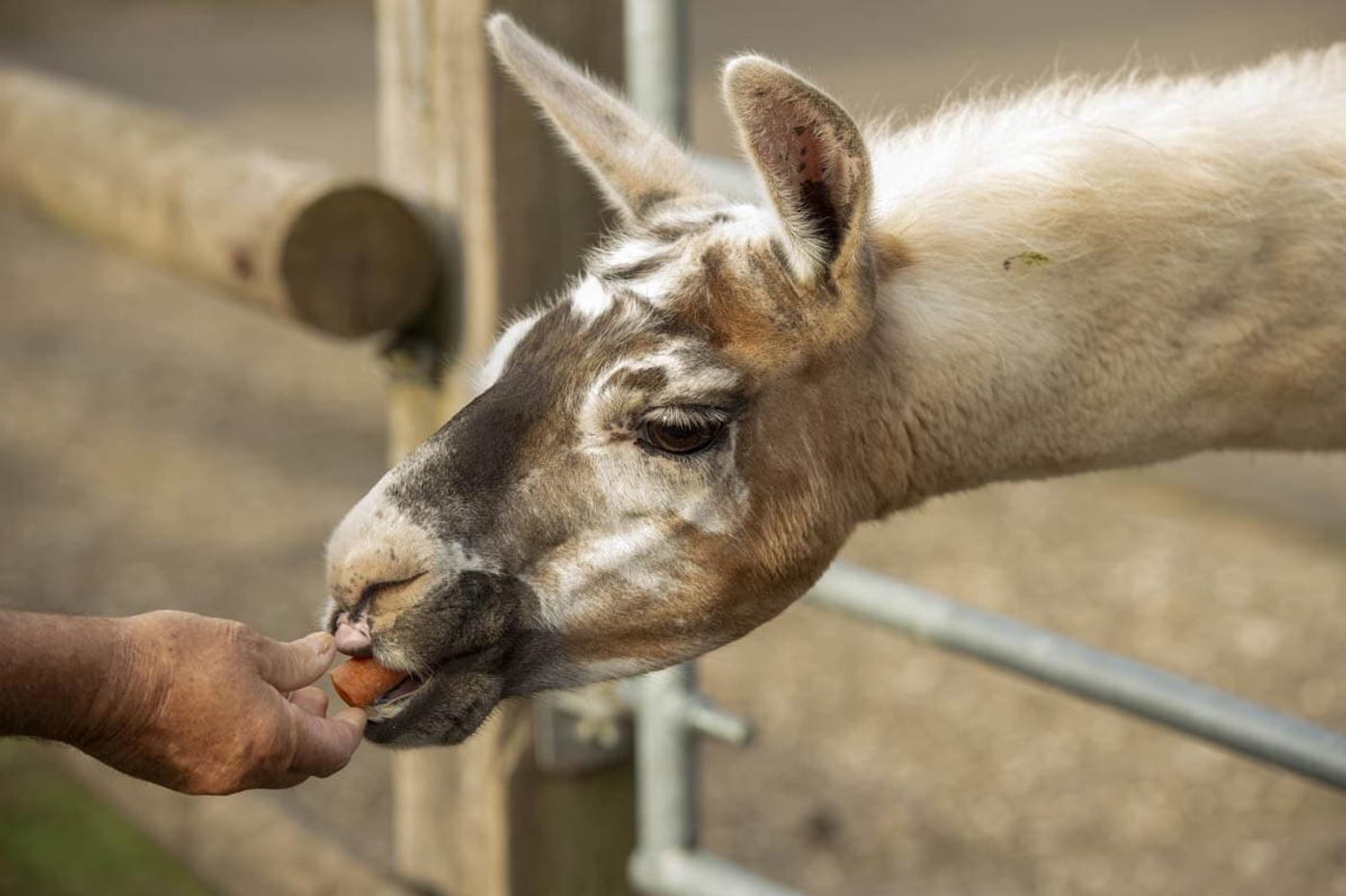 Ein Tag voller tierischer Abenteuer
