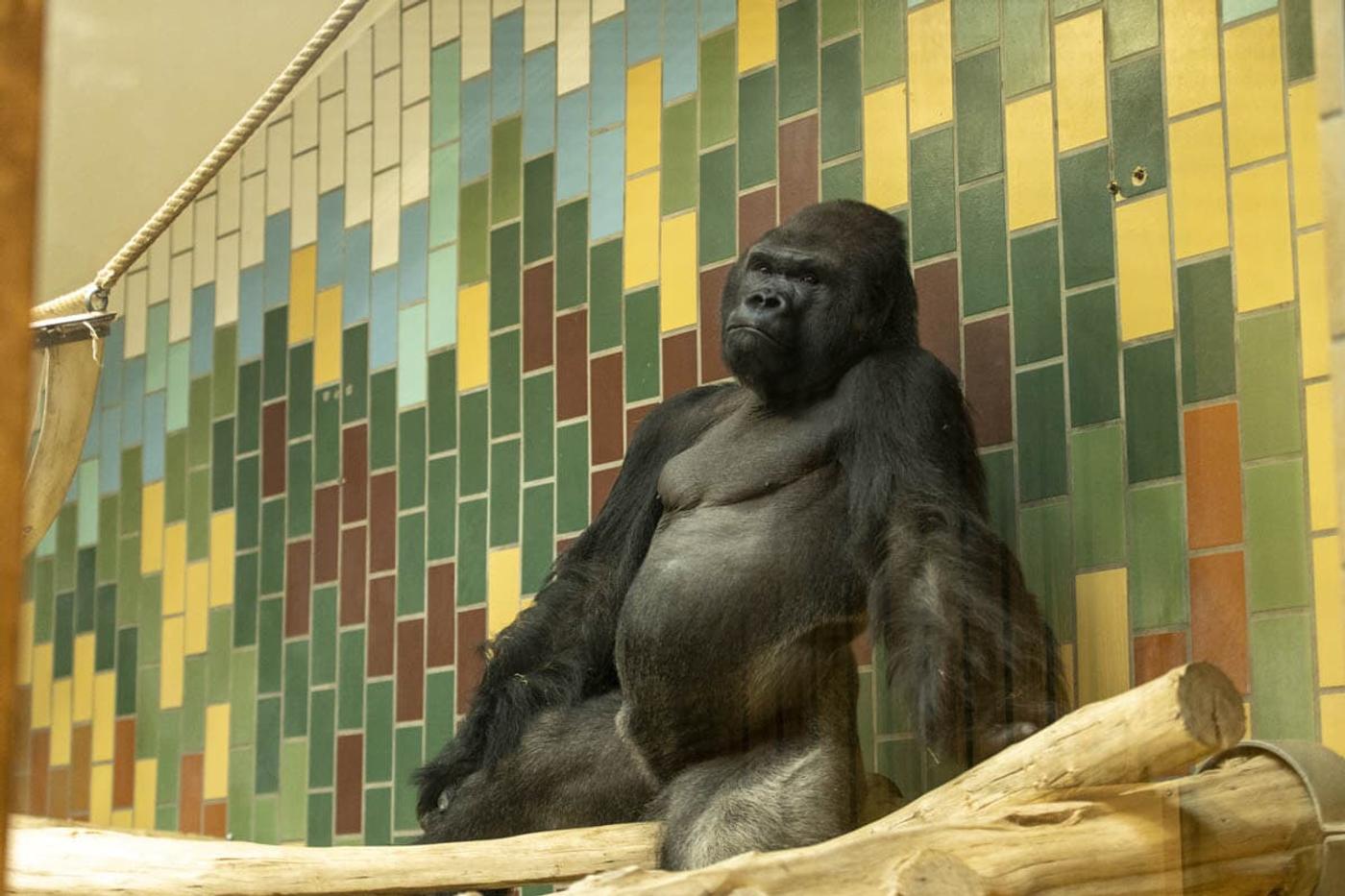 Ein Tag voller tierischer Abenteuer