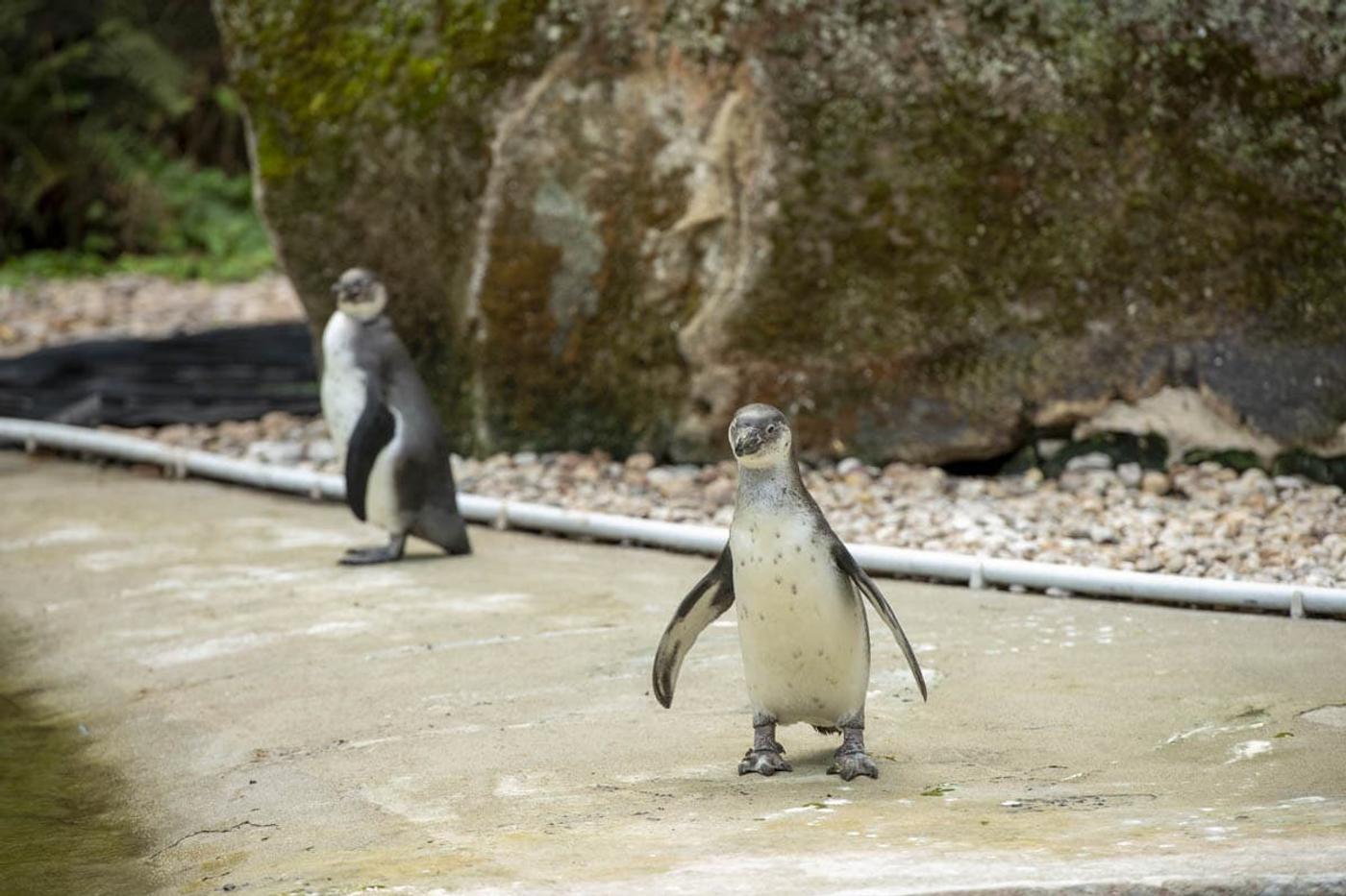 Ein Tag voller tierischer Abenteuer