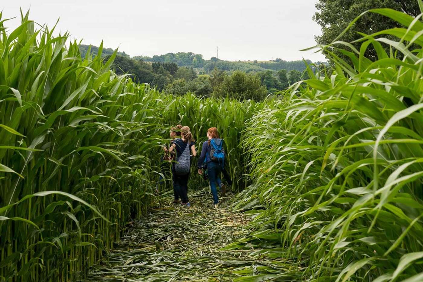 Spaß und Abenteuer im riesigen Maislabyrinth
