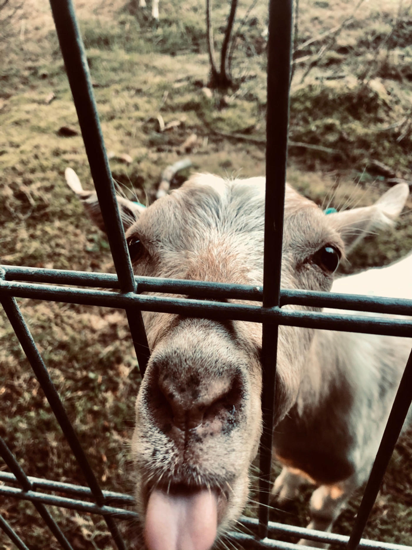 Tierische Abwechslung