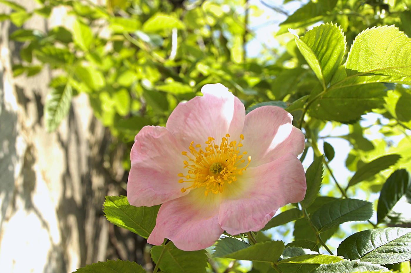 Blühendes Jahrtausendwunder