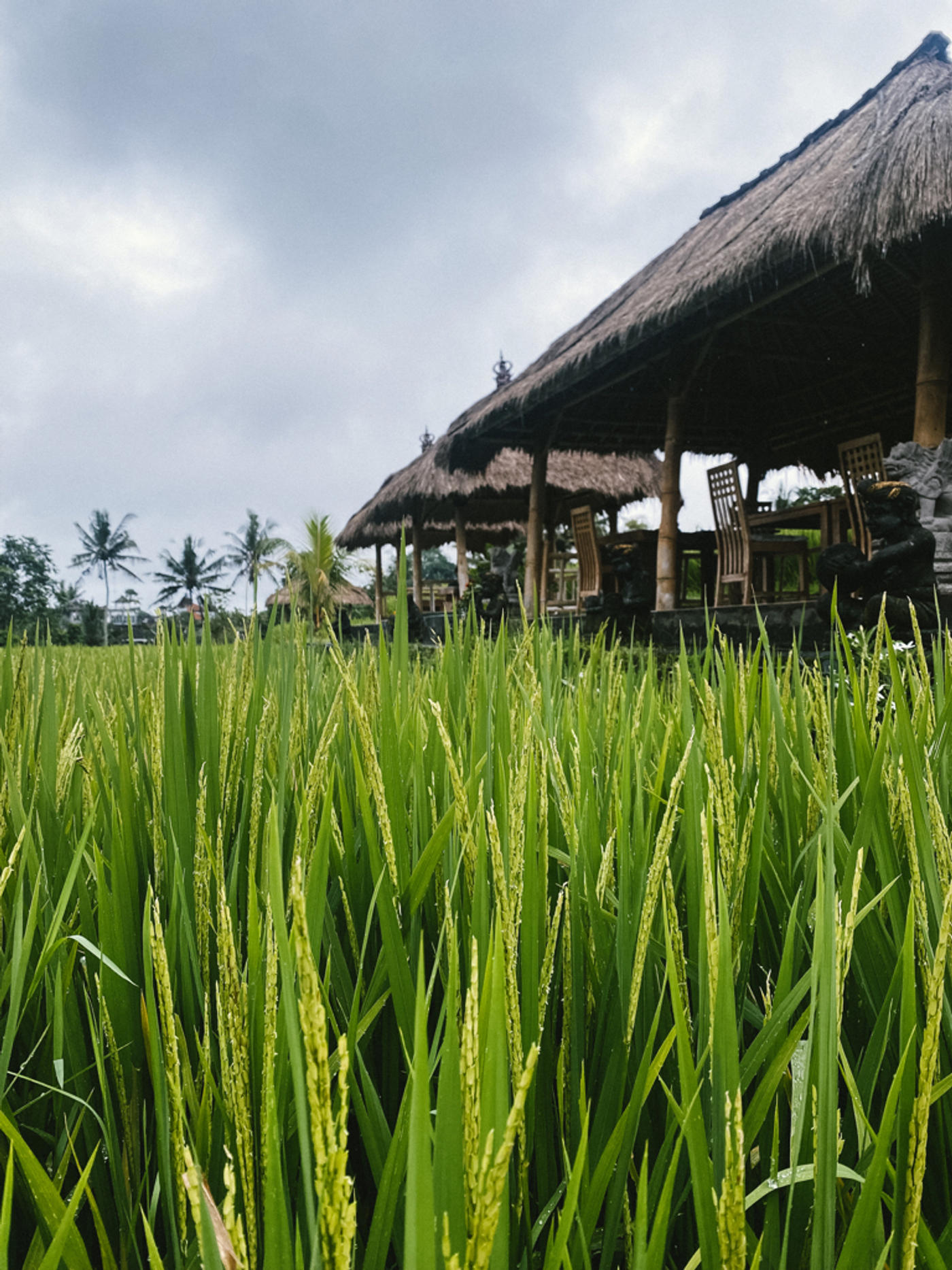 …plötzlich steht man in den Reisfeldern