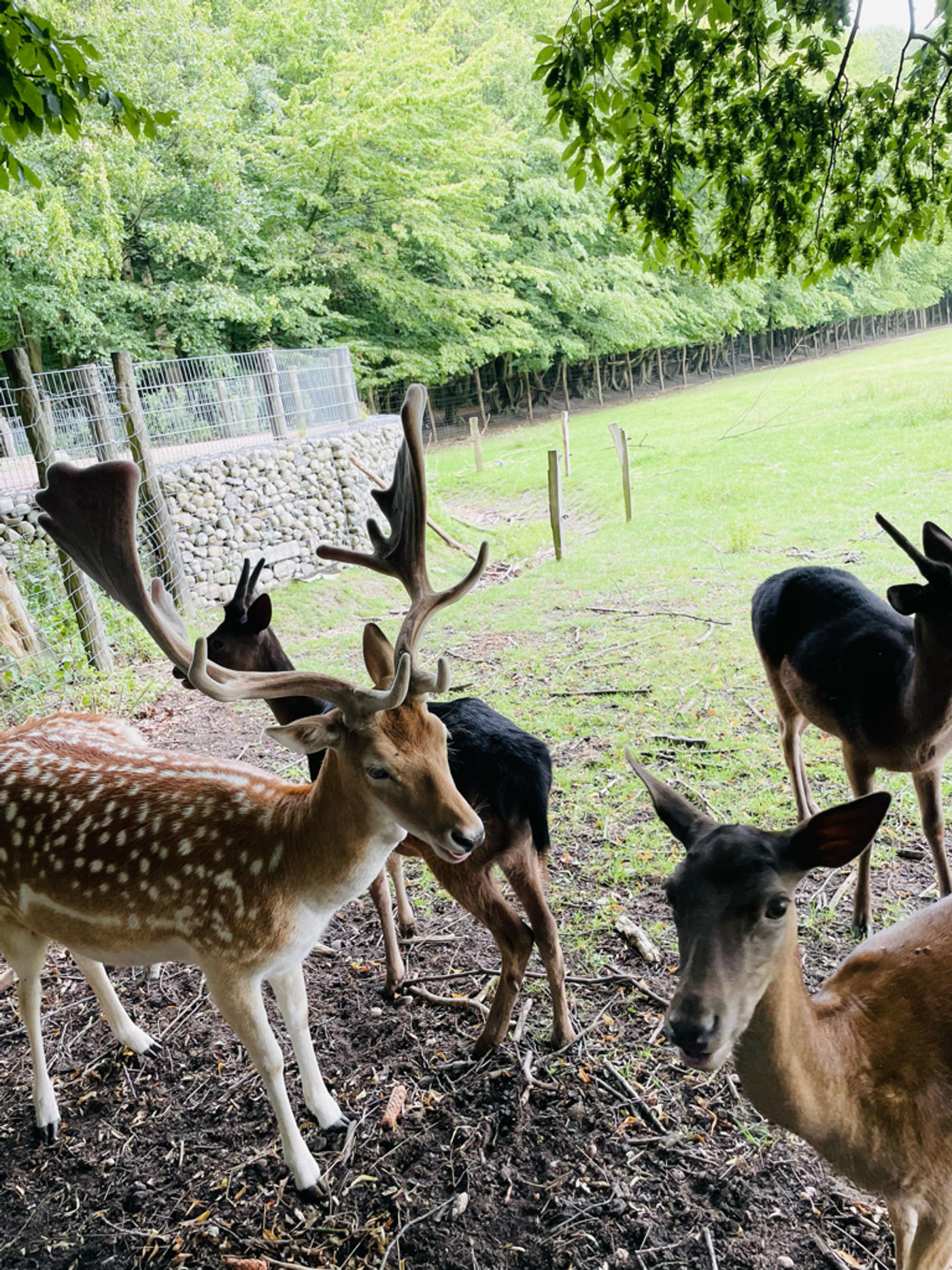 Hey Kumpel, ich habe Kastanien für dich gesammelt! 