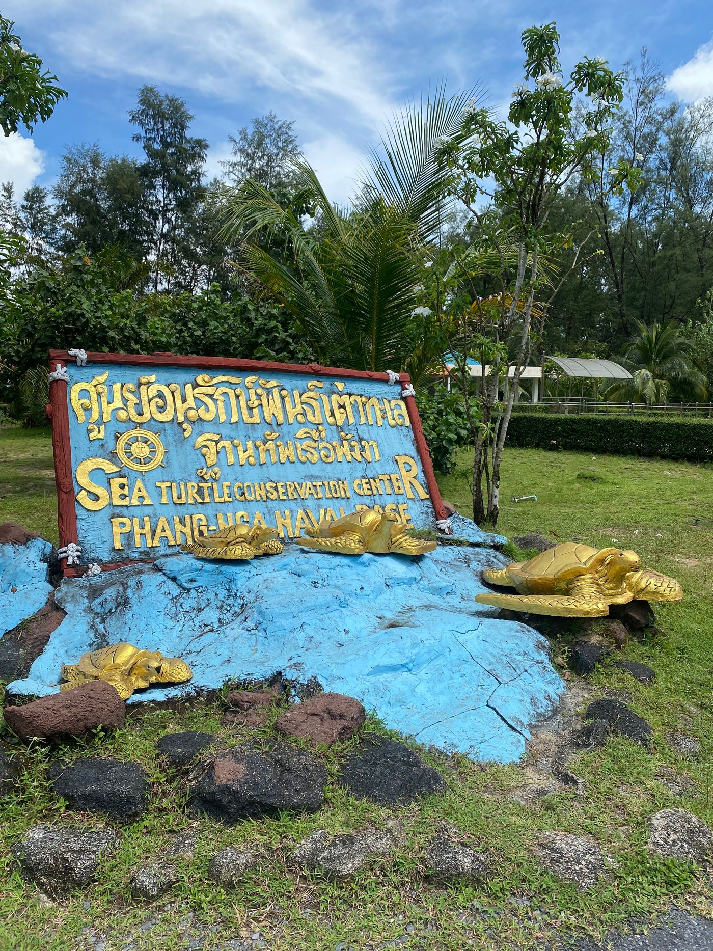 Viele Babyschildkröten 