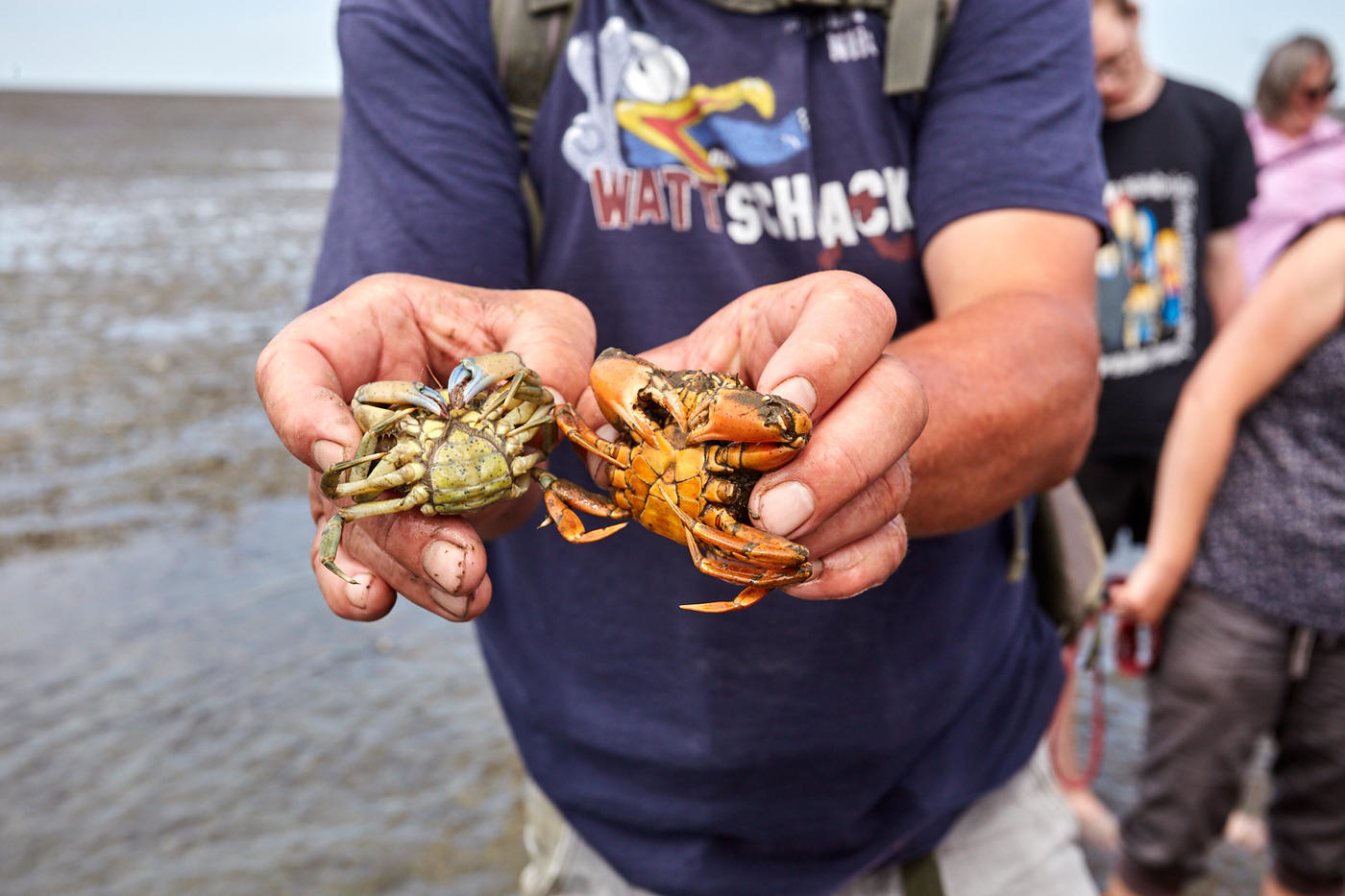 Wattwanderung für die ganze Familie