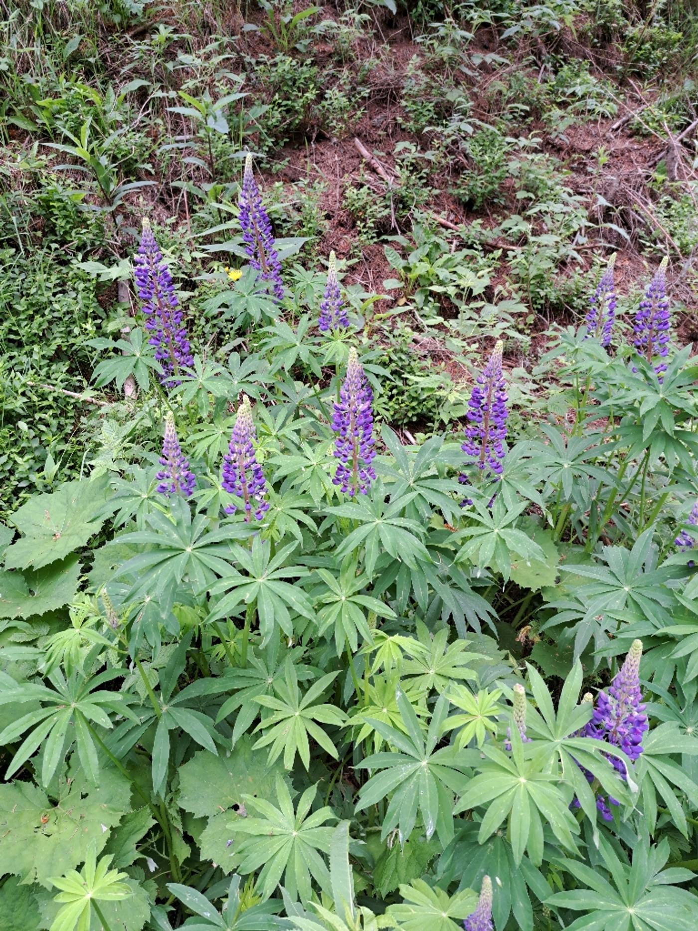 Wanderweg nach Mariazell