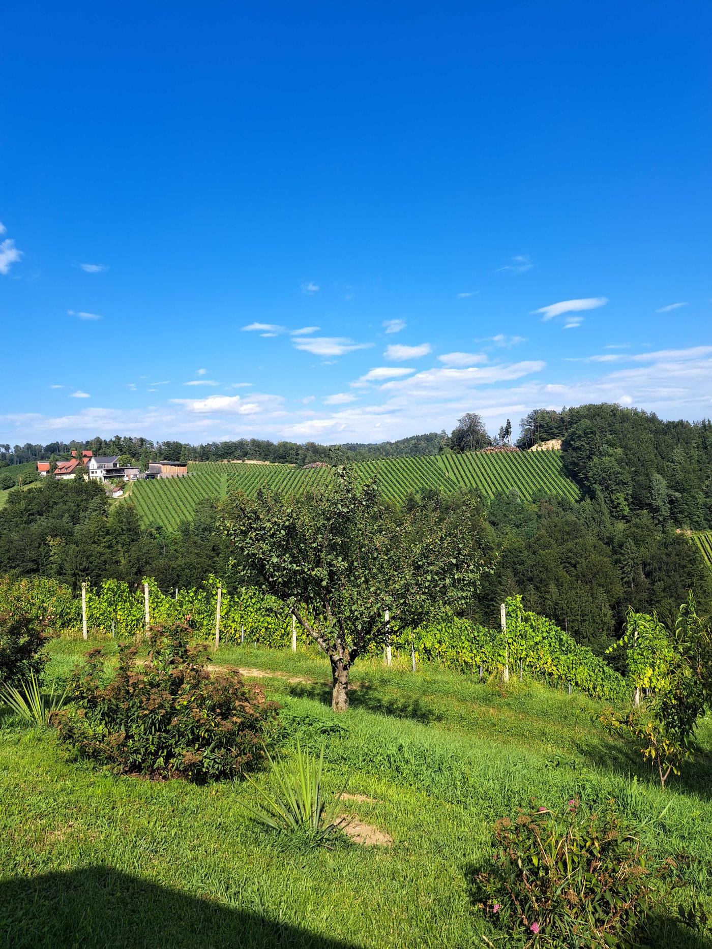 Ruhiger Buschenschank 