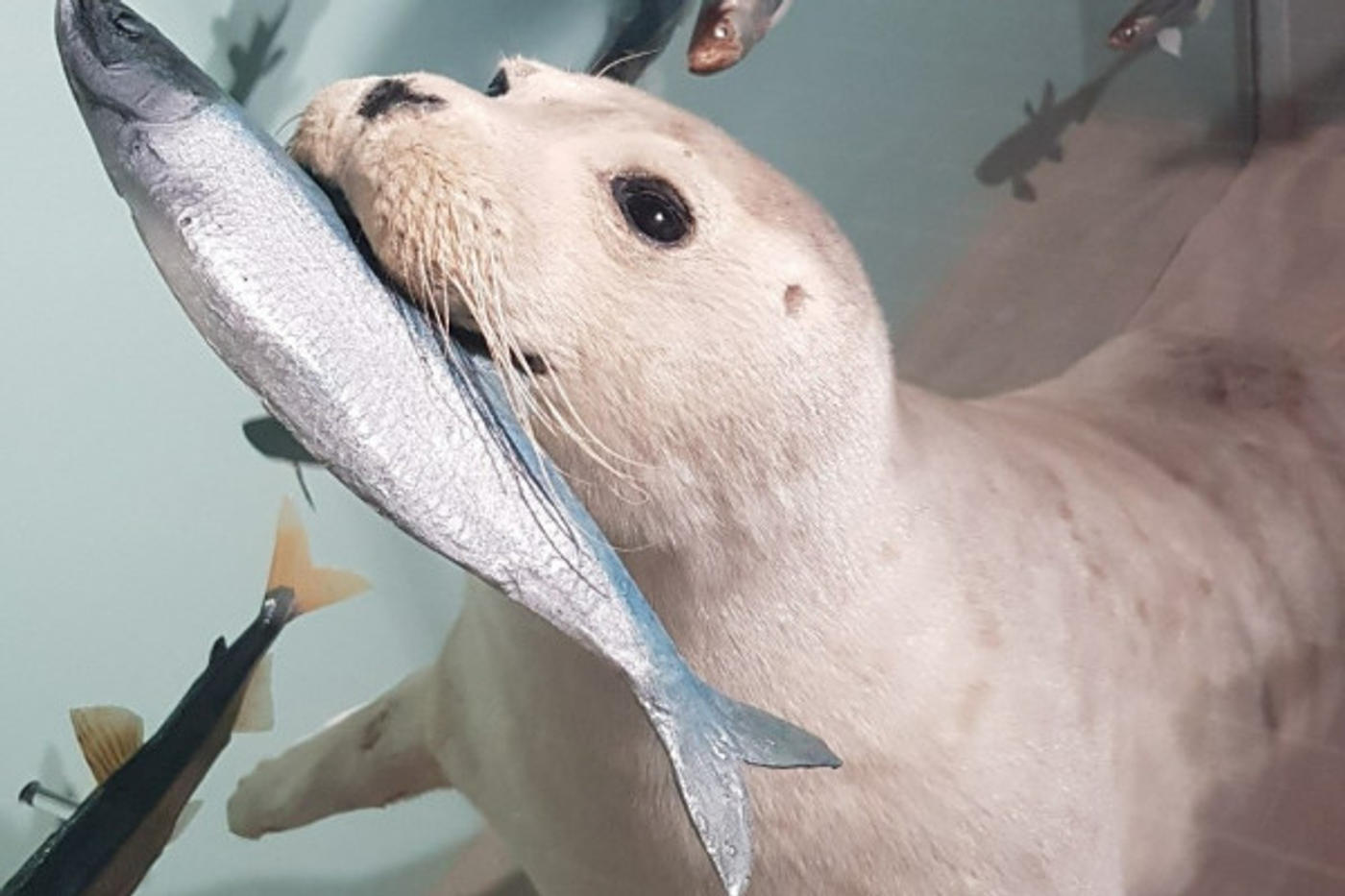 Brümmel und Eni: Robben im Wattenmeer