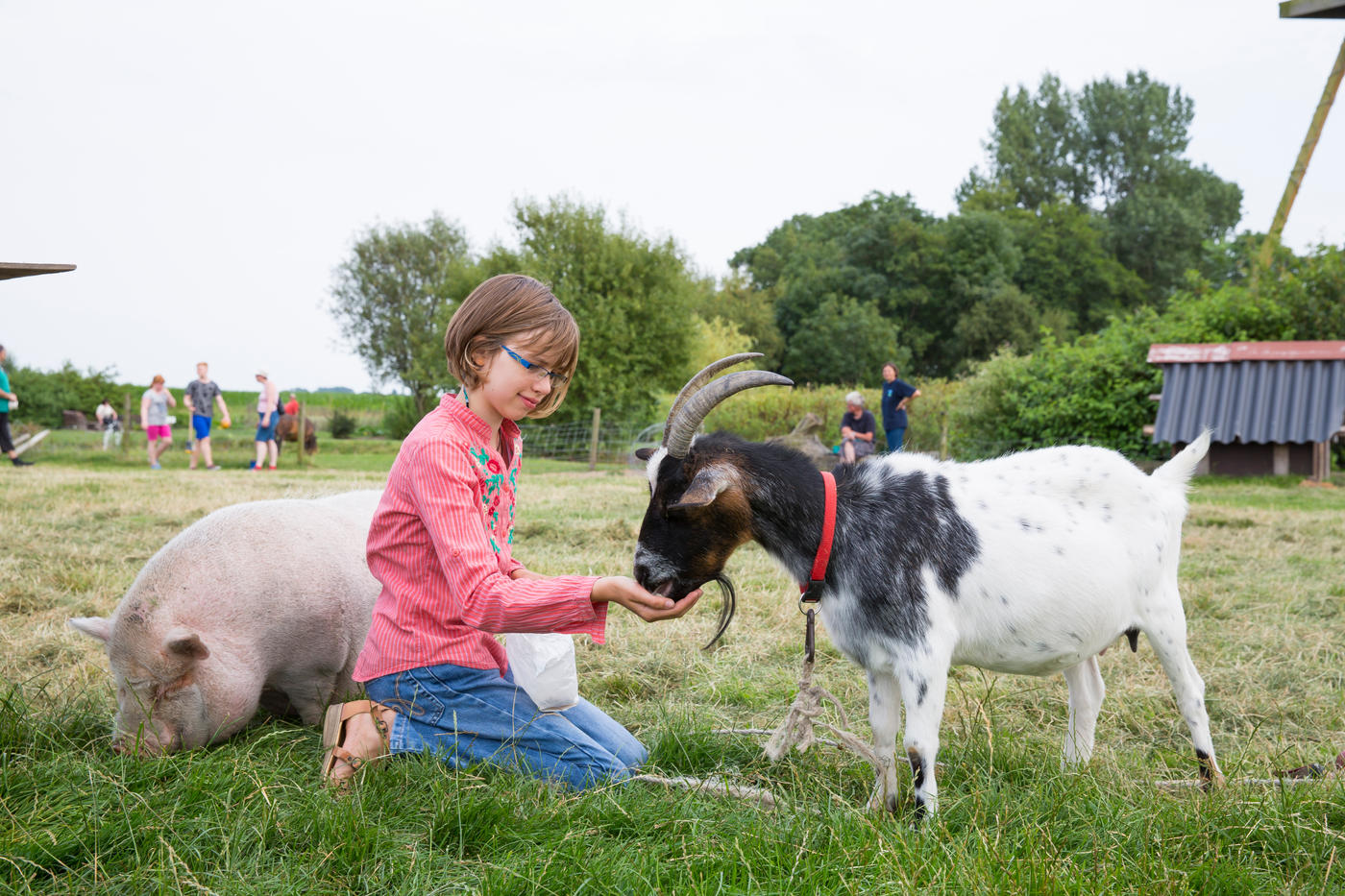 Tierfütterung auf Hof Iggewarden: Ein unvergessliches Bauernhoferlebnis