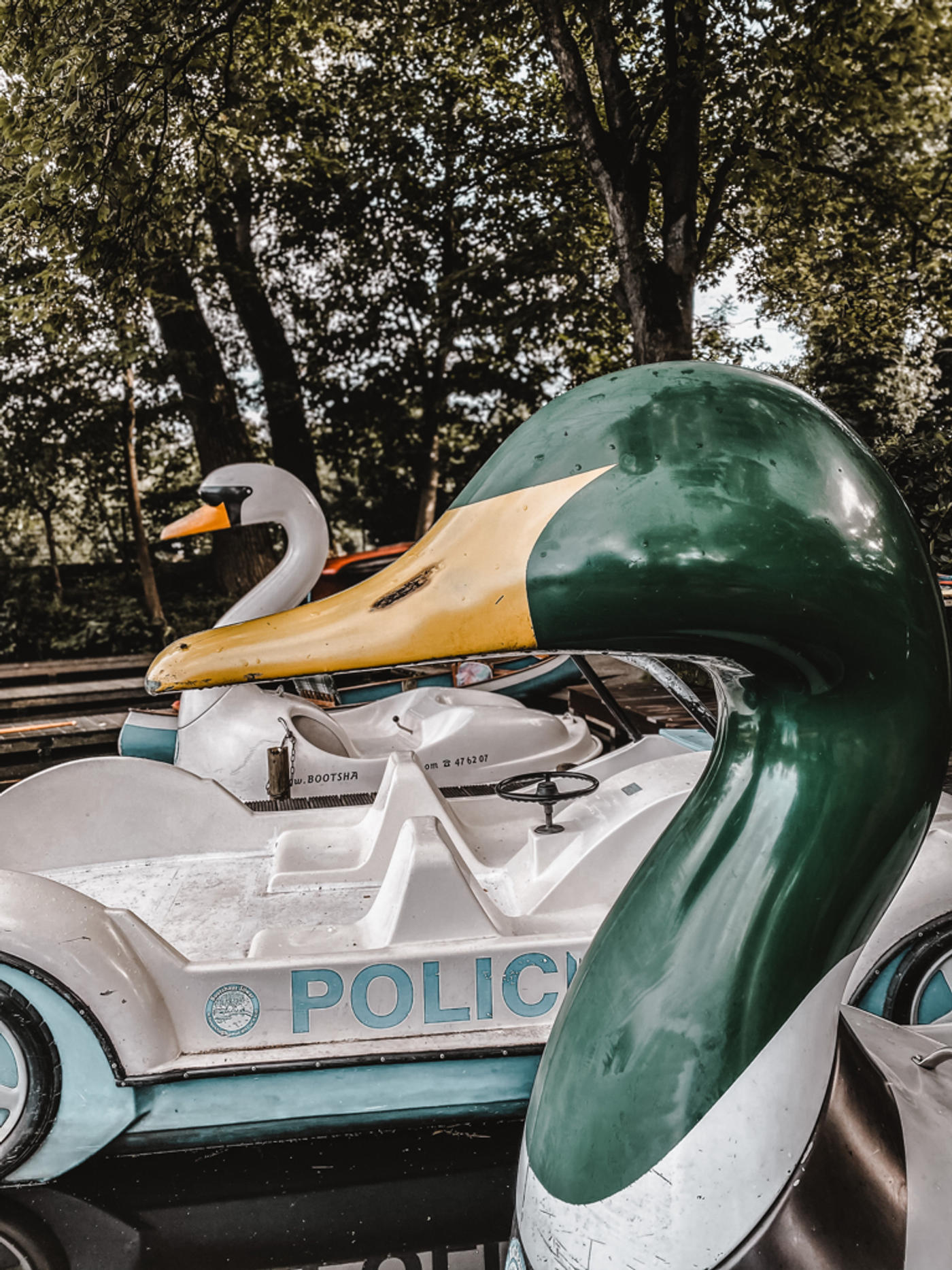 Einmal ein Schwan sein…