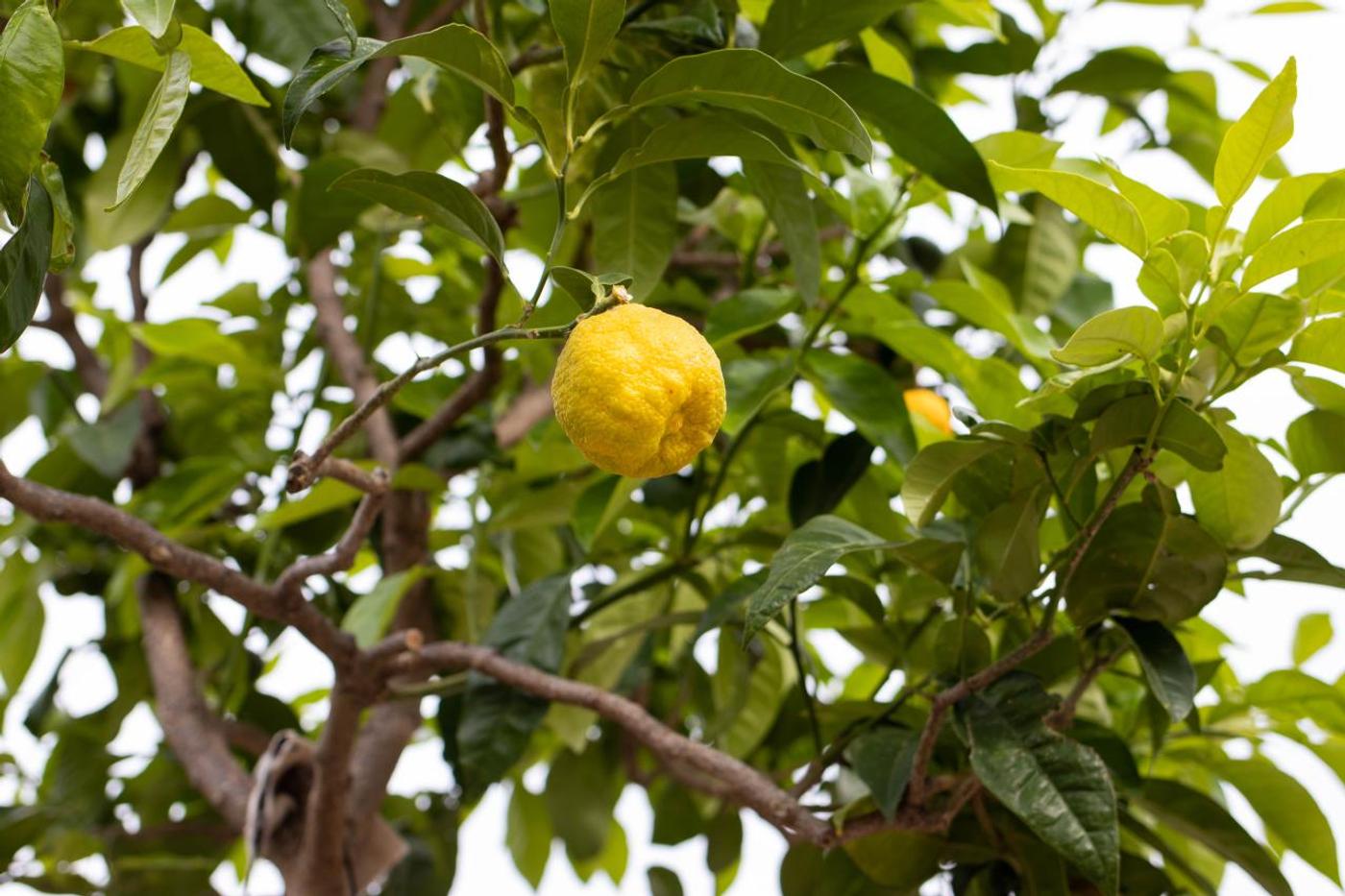 Bestaune barocke Gartenkunst
