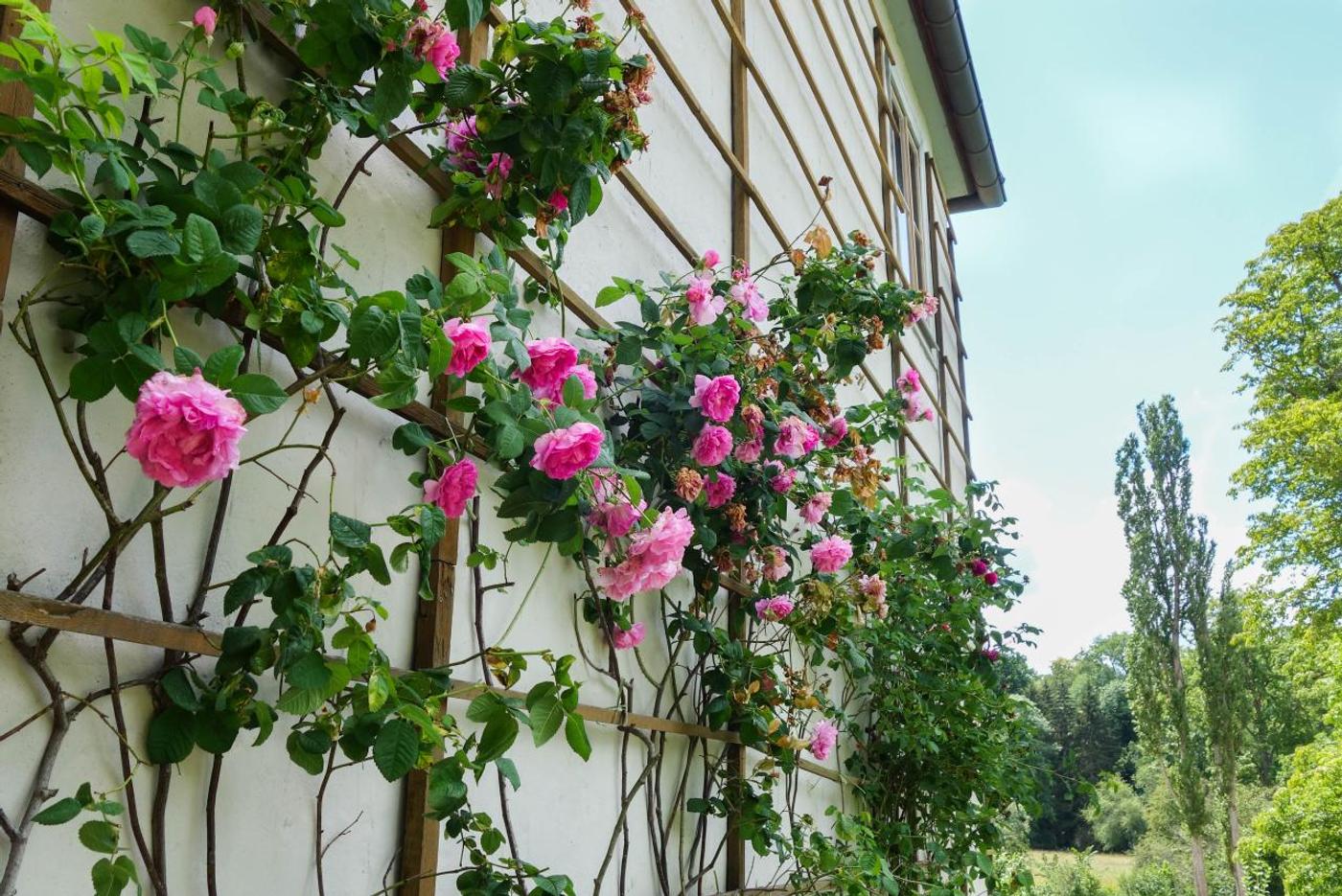  Einblick in Goethes Lebenswelt