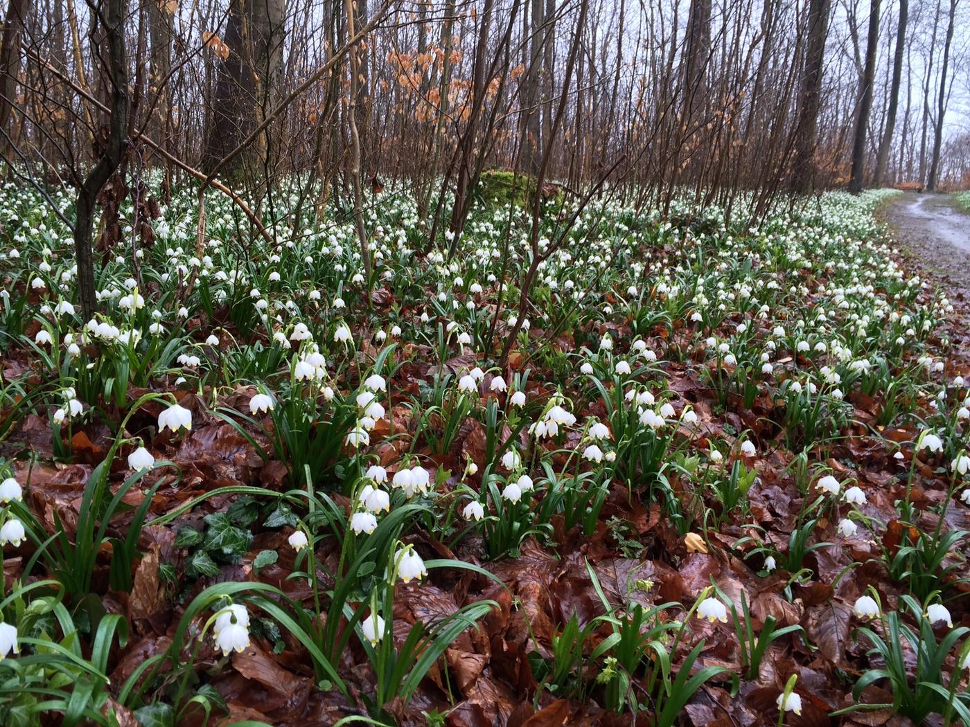 Rundweg Gröninger Feld